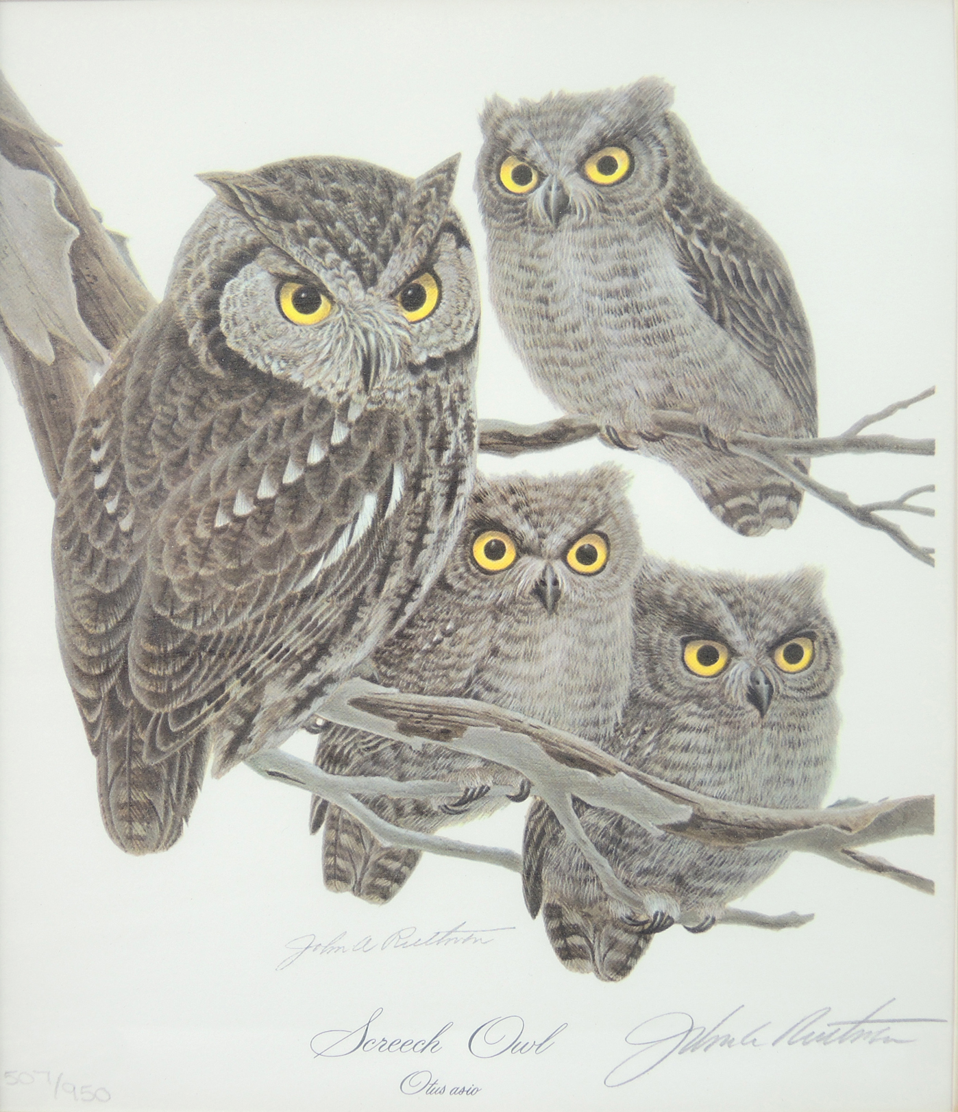 John Ruthven "Screech Owl" Print and Collectibles