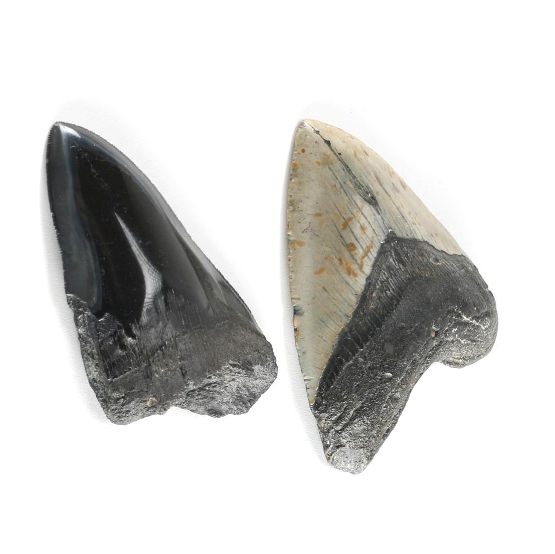 Fossil "Carcharodon megalodon" Shark Teeth