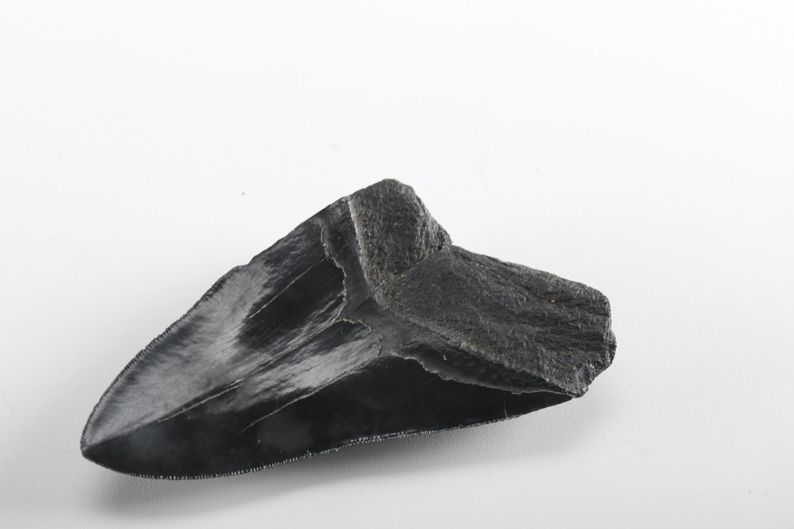 Fossil "Carcharodon megalodon" Shark Teeth