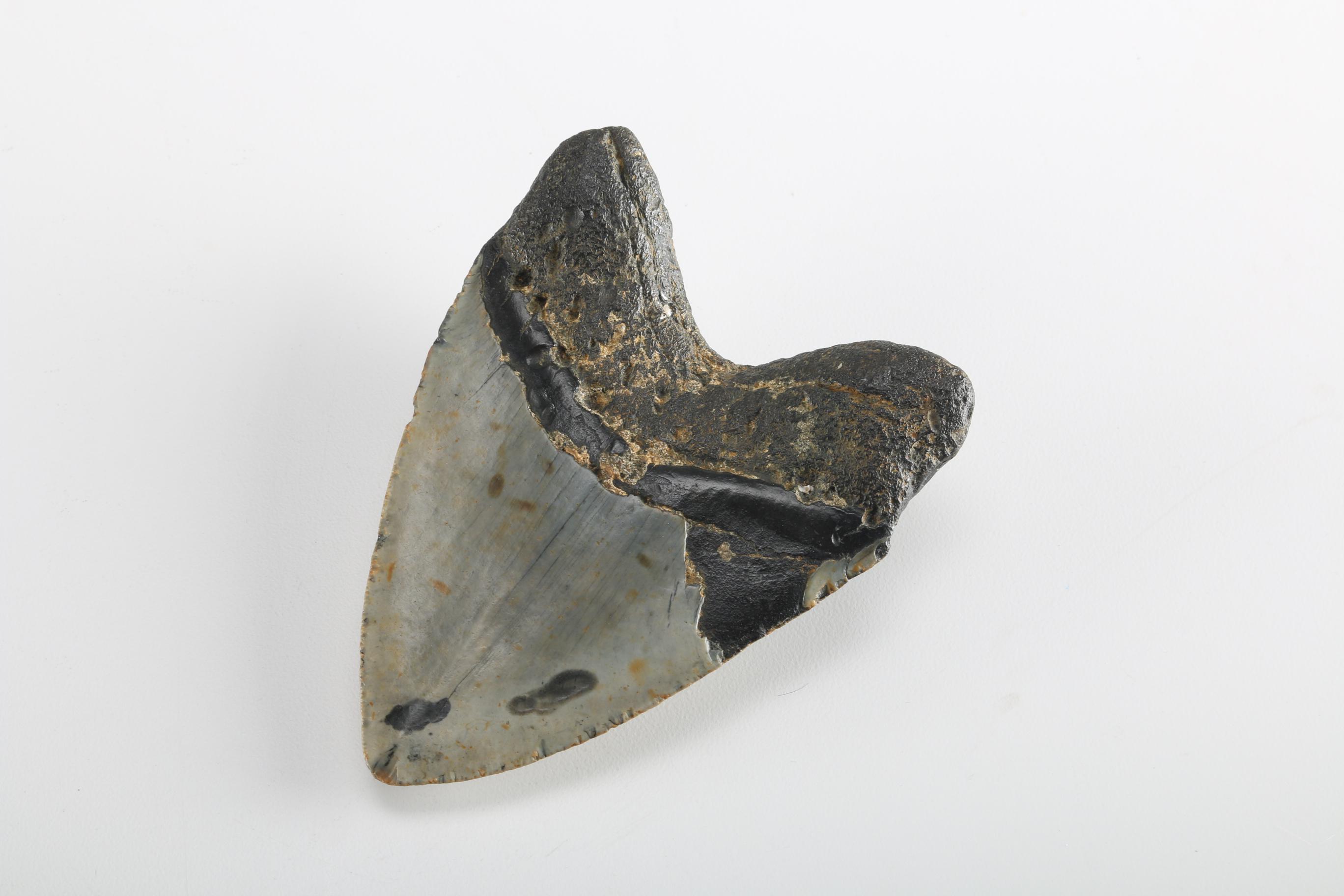 Fossil "Carcharodon megalodon" Shark Teeth