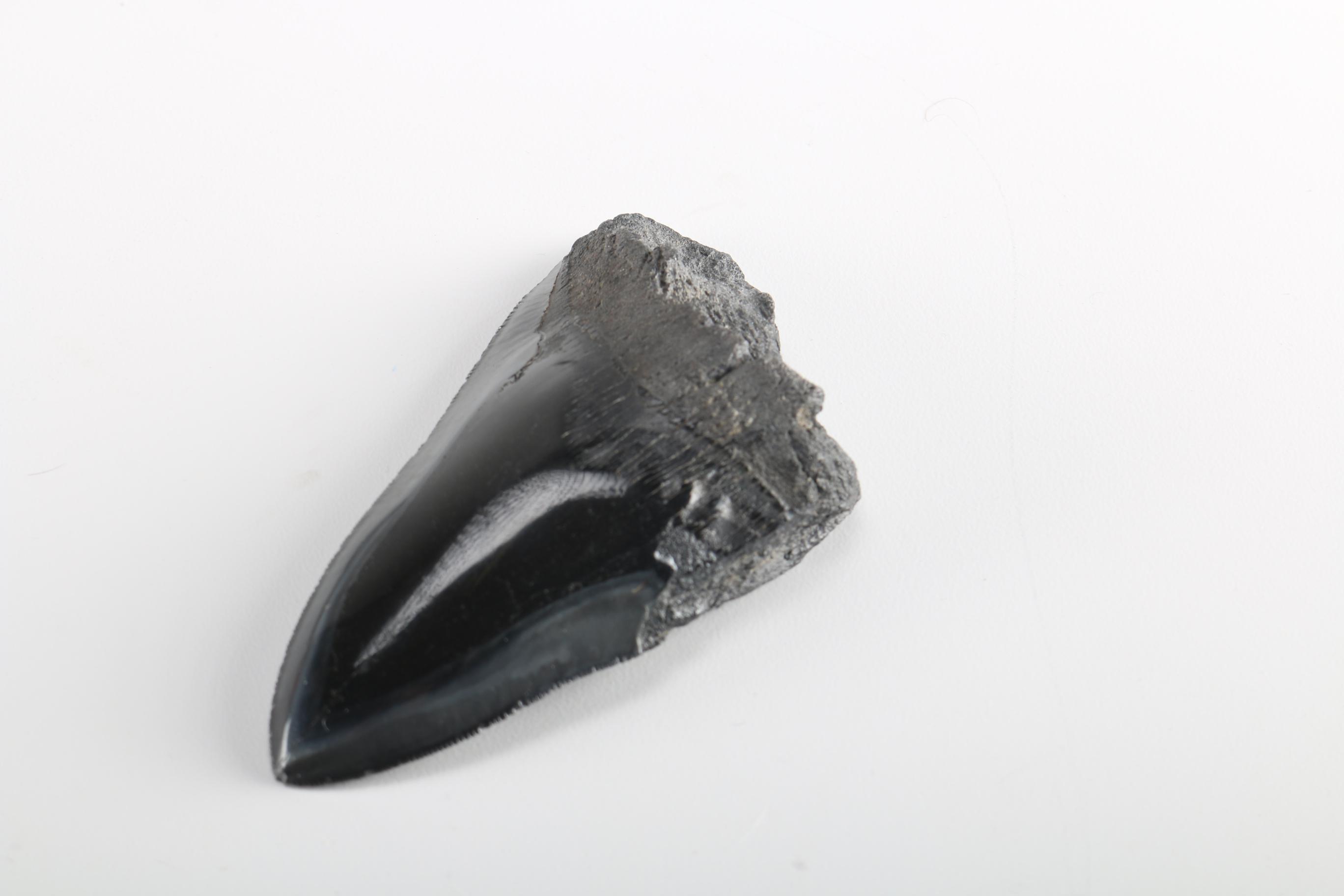 Fossil "Carcharodon megalodon" Shark Teeth