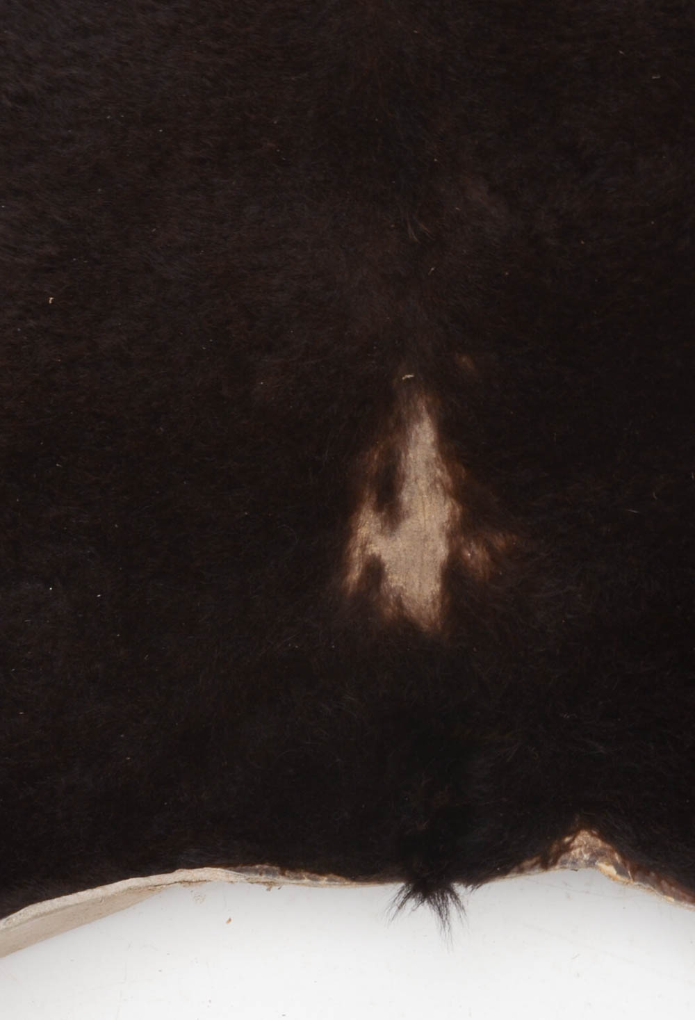 Genuine Black Bear Rug