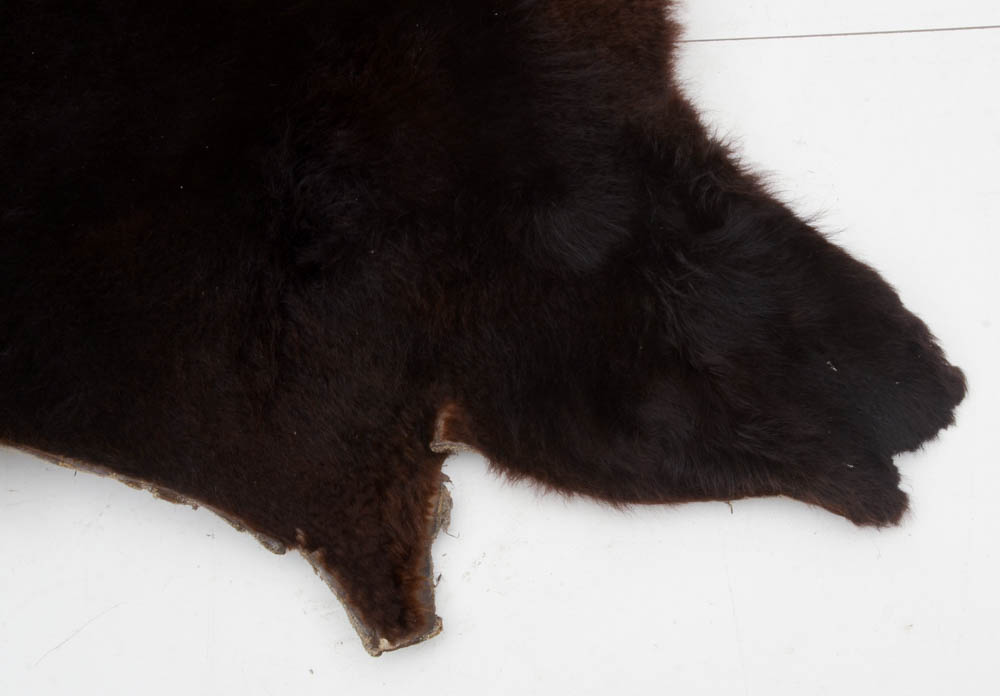 Genuine Black Bear Rug