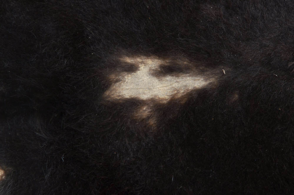 Genuine Black Bear Rug