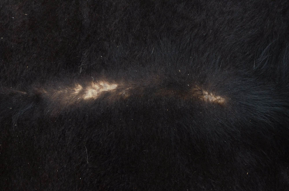 Genuine Black Bear Rug