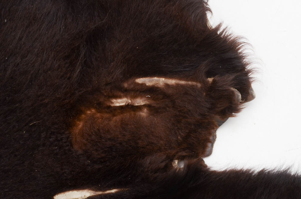 Genuine Black Bear Rug