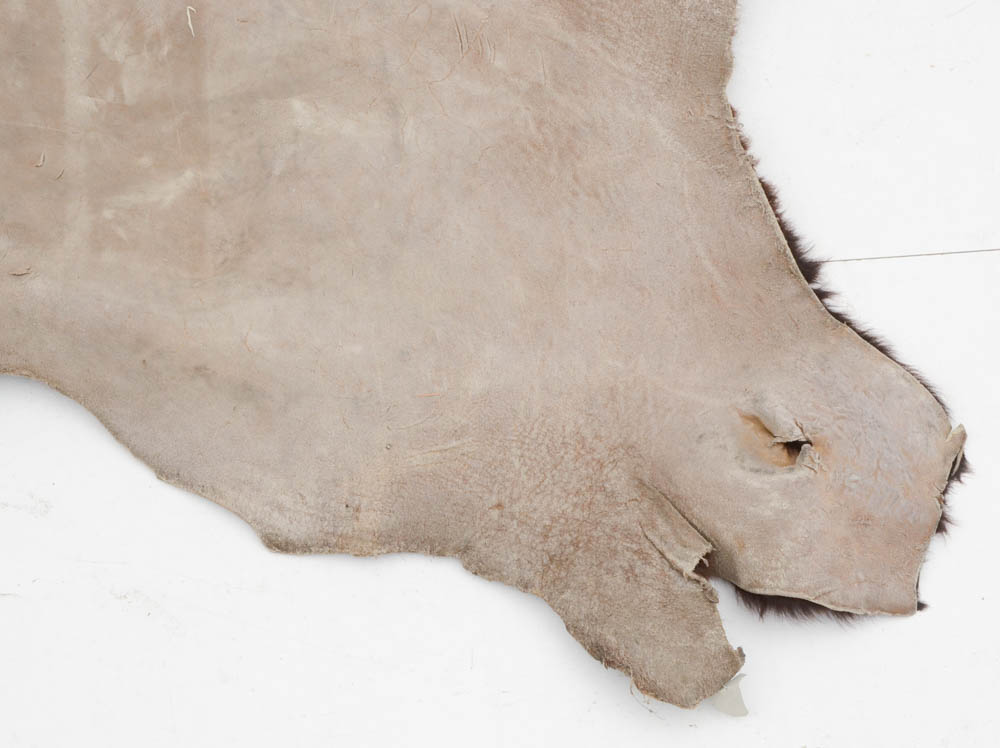 Genuine Black Bear Rug