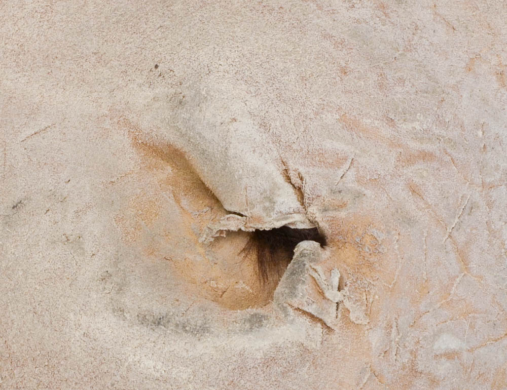 Genuine Black Bear Rug