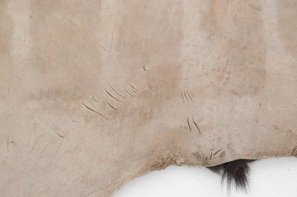 Genuine Black Bear Rug