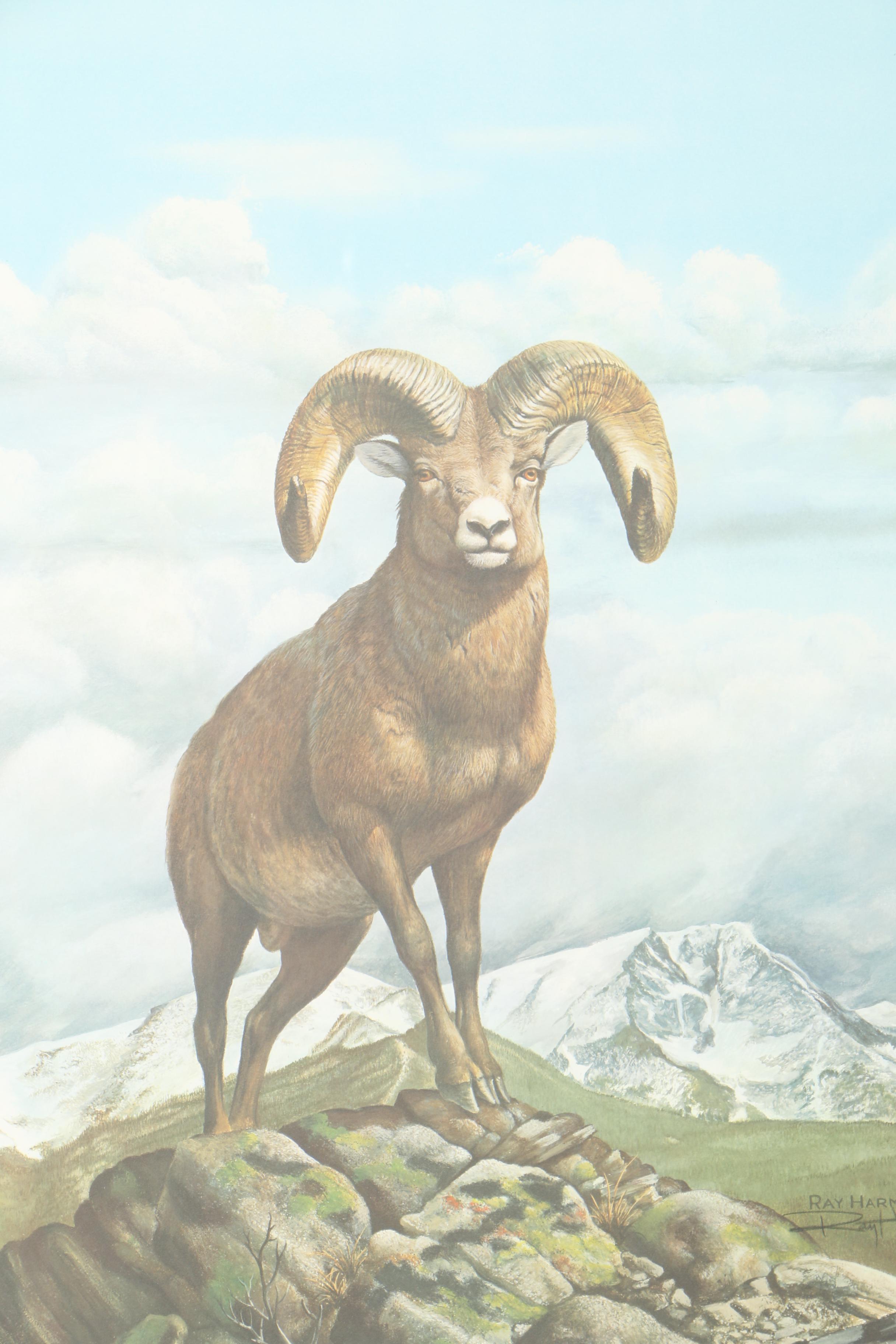 Ray Harm Reproduction Offset Lithograph "Rocky Mountain Bighorn Sheep"