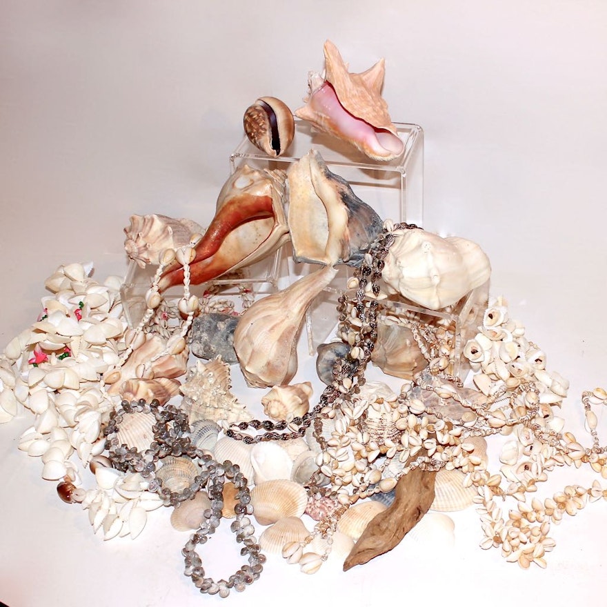 Sea Shell Collection