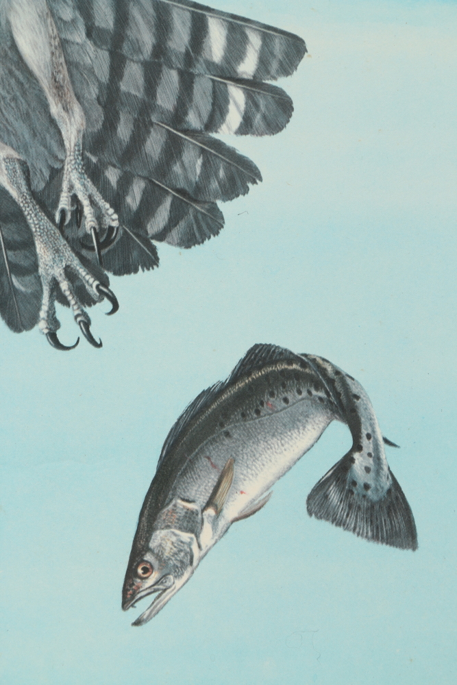 1964 Ray Harm Offset Lithograph of an Eagle and Osprey
