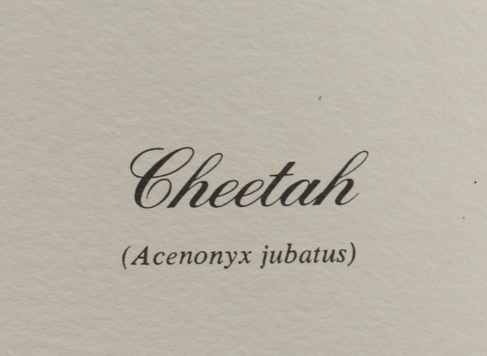 Richard Evans Younger Offset Lithograph "Cheetah"