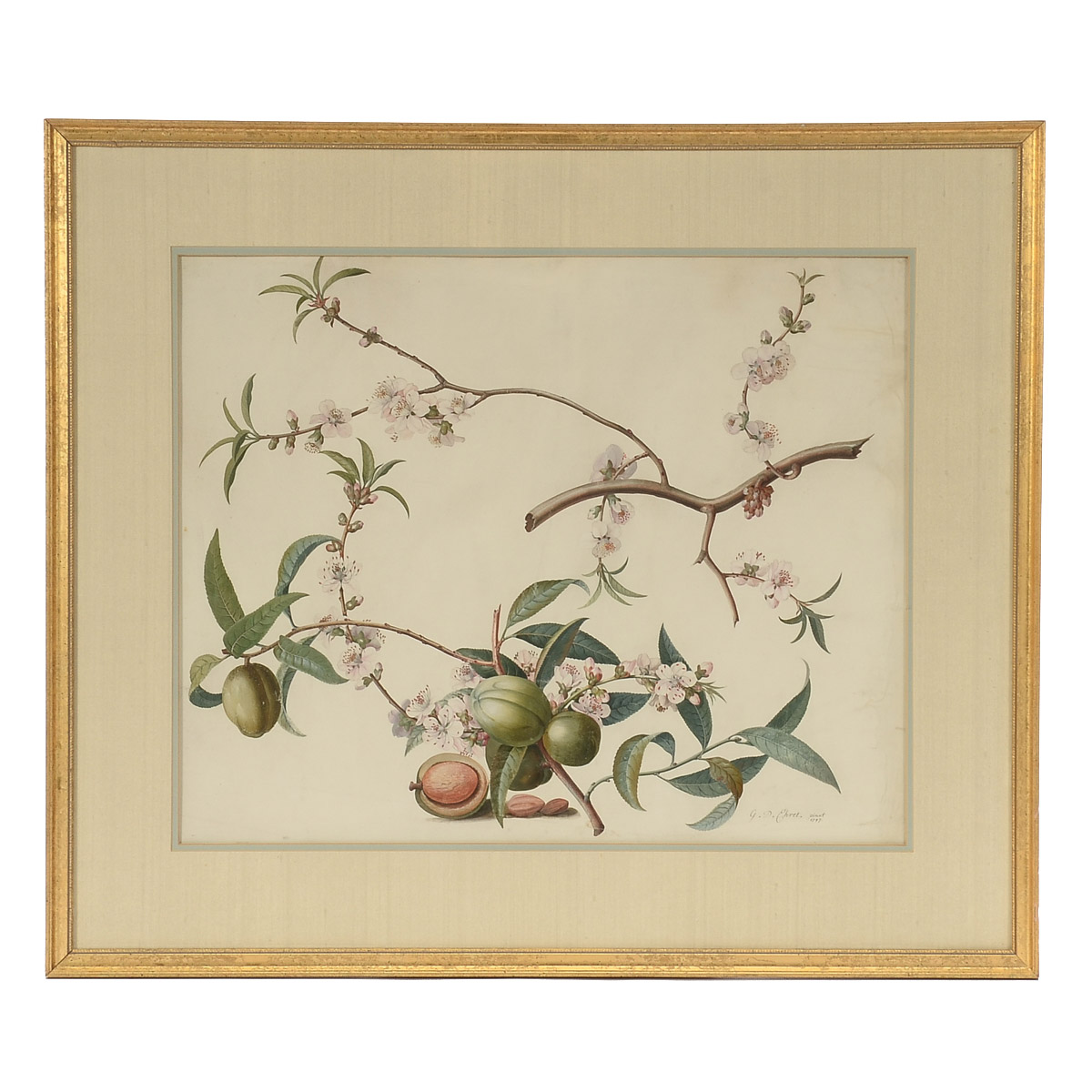 Georg Dionysius Ehret Antique Original 1747 Gouache Botanical Illustration on Vellum