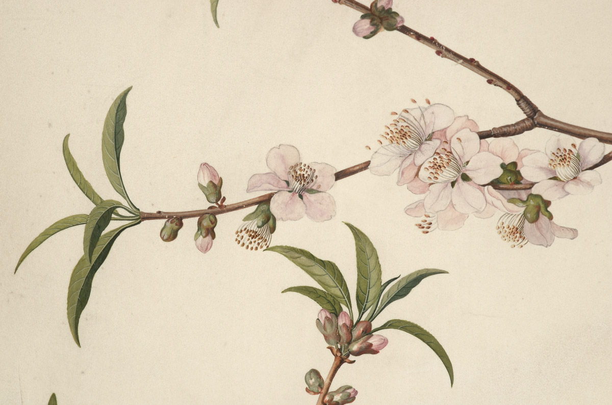 Georg Dionysius Ehret Antique Original 1747 Gouache Botanical Illustration on Vellum