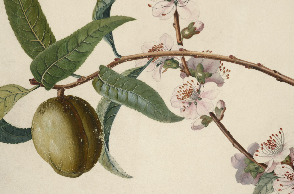 Georg Dionysius Ehret Antique Original 1747 Gouache Botanical Illustration on Vellum