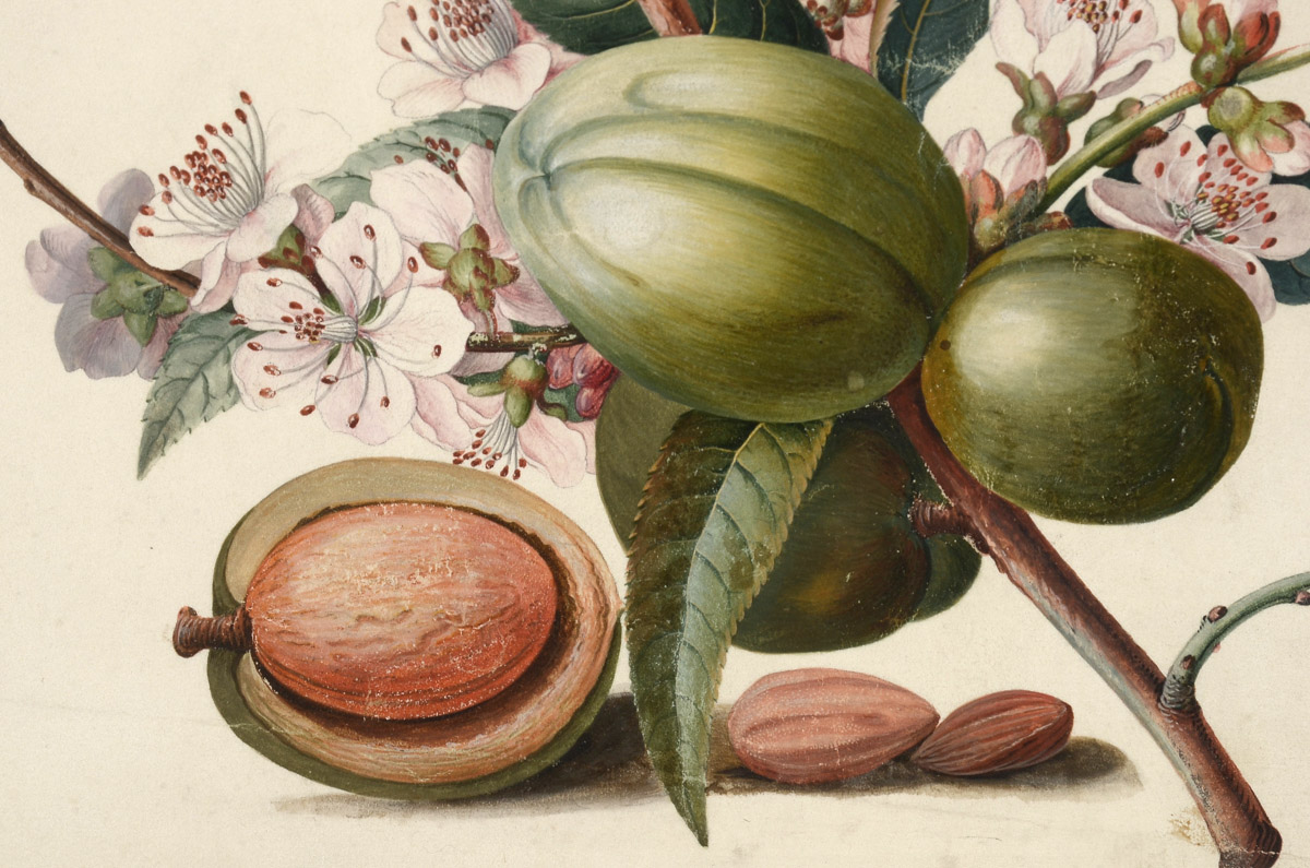 Georg Dionysius Ehret Antique Original 1747 Gouache Botanical Illustration on Vellum