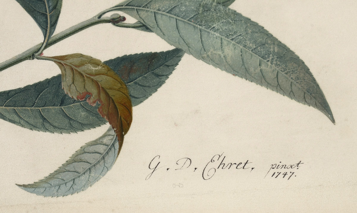 Georg Dionysius Ehret Antique Original 1747 Gouache Botanical Illustration on Vellum