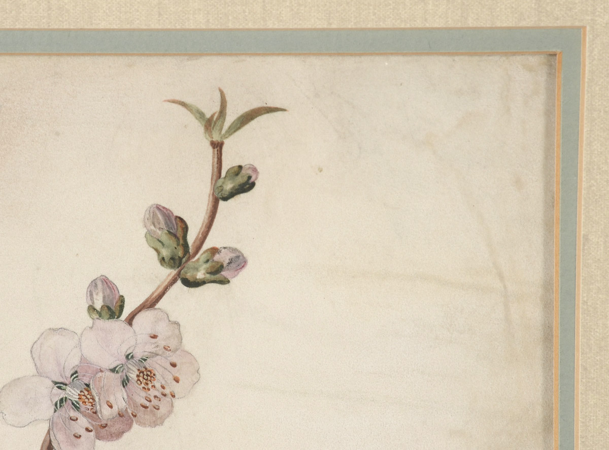 Georg Dionysius Ehret Antique Original 1747 Gouache Botanical Illustration on Vellum