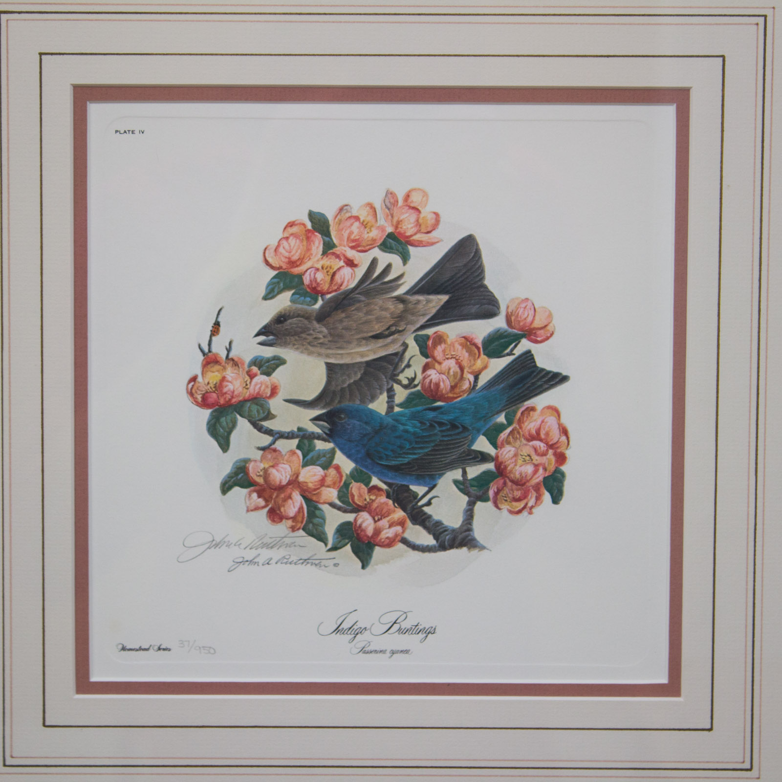 John Ruthven "Indigo Buntings" Signed Limited Edition Offset Lithograph