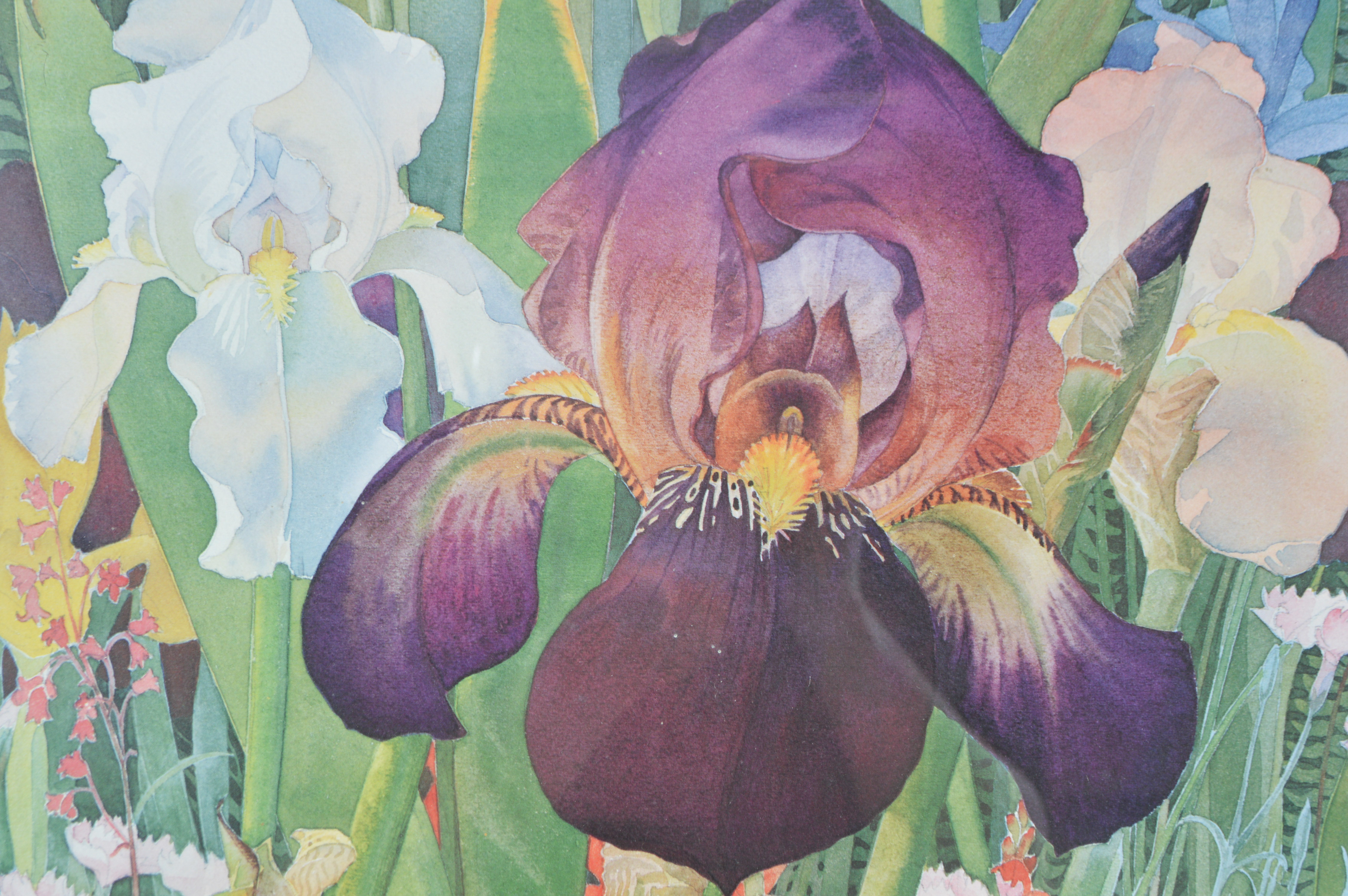 Leah Schwartz Framed Irises Poster