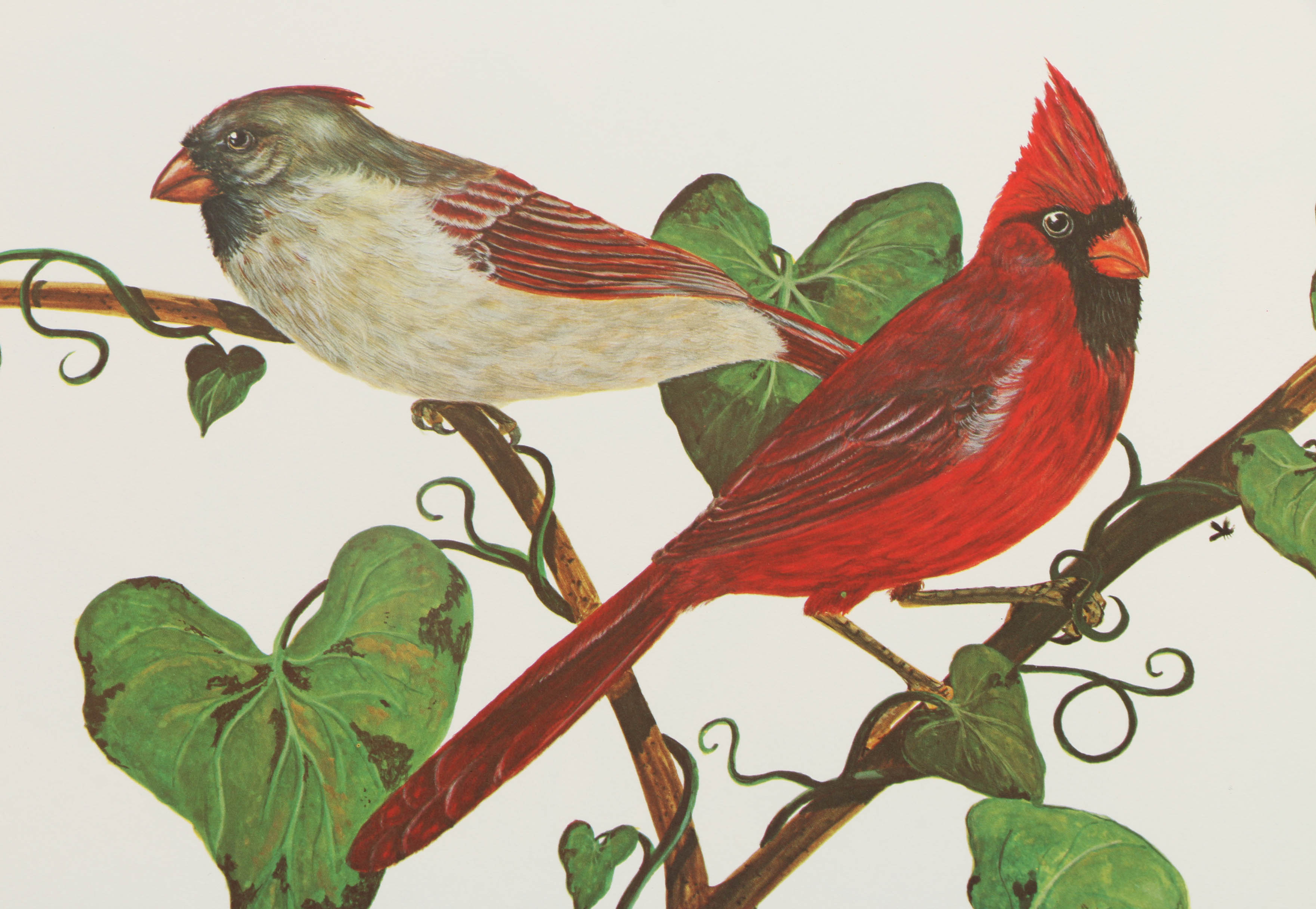 After Charles T. Crume Offset Lithographs of Cardinals