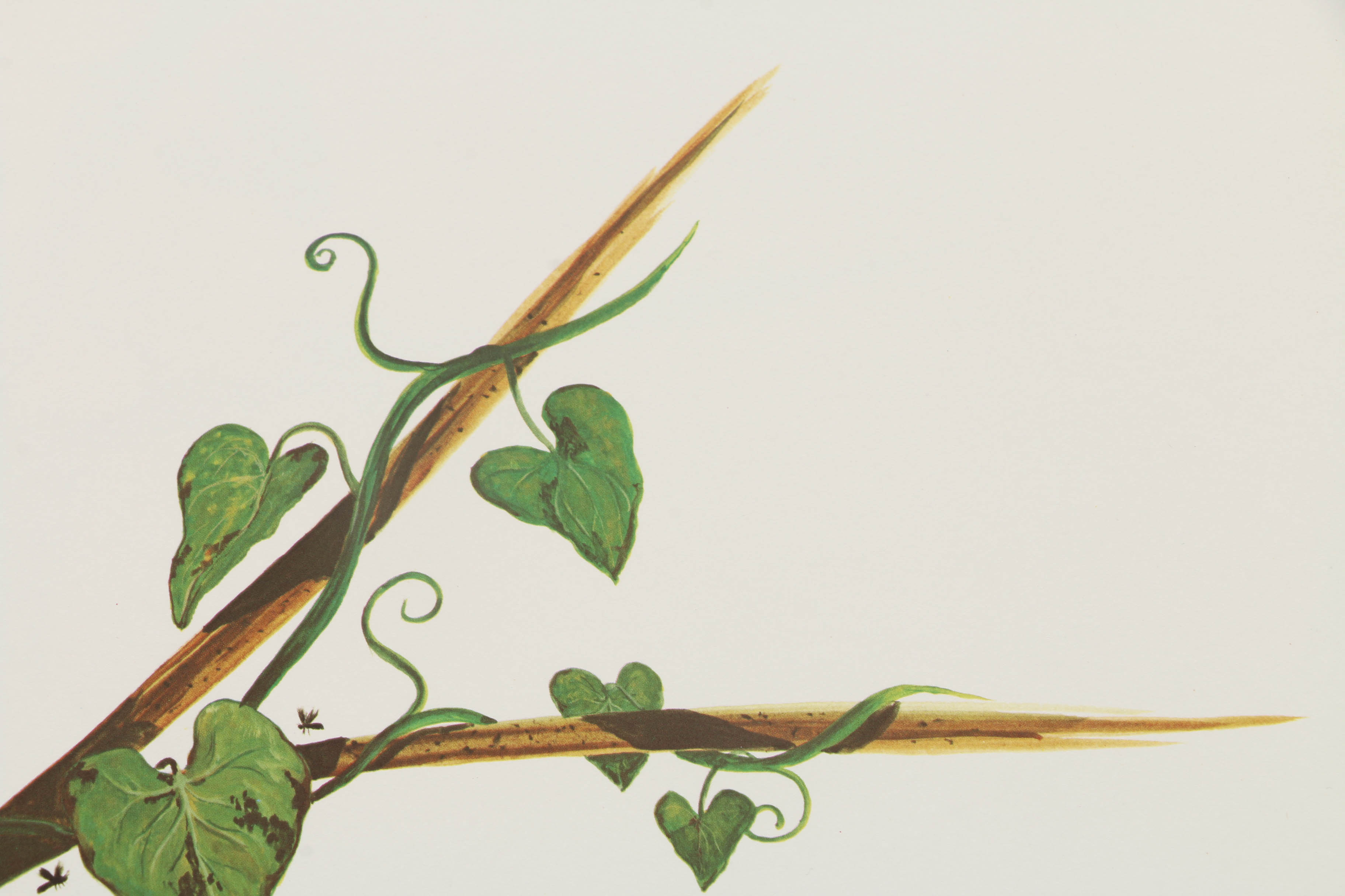 After Charles T. Crume Offset Lithographs of Cardinals