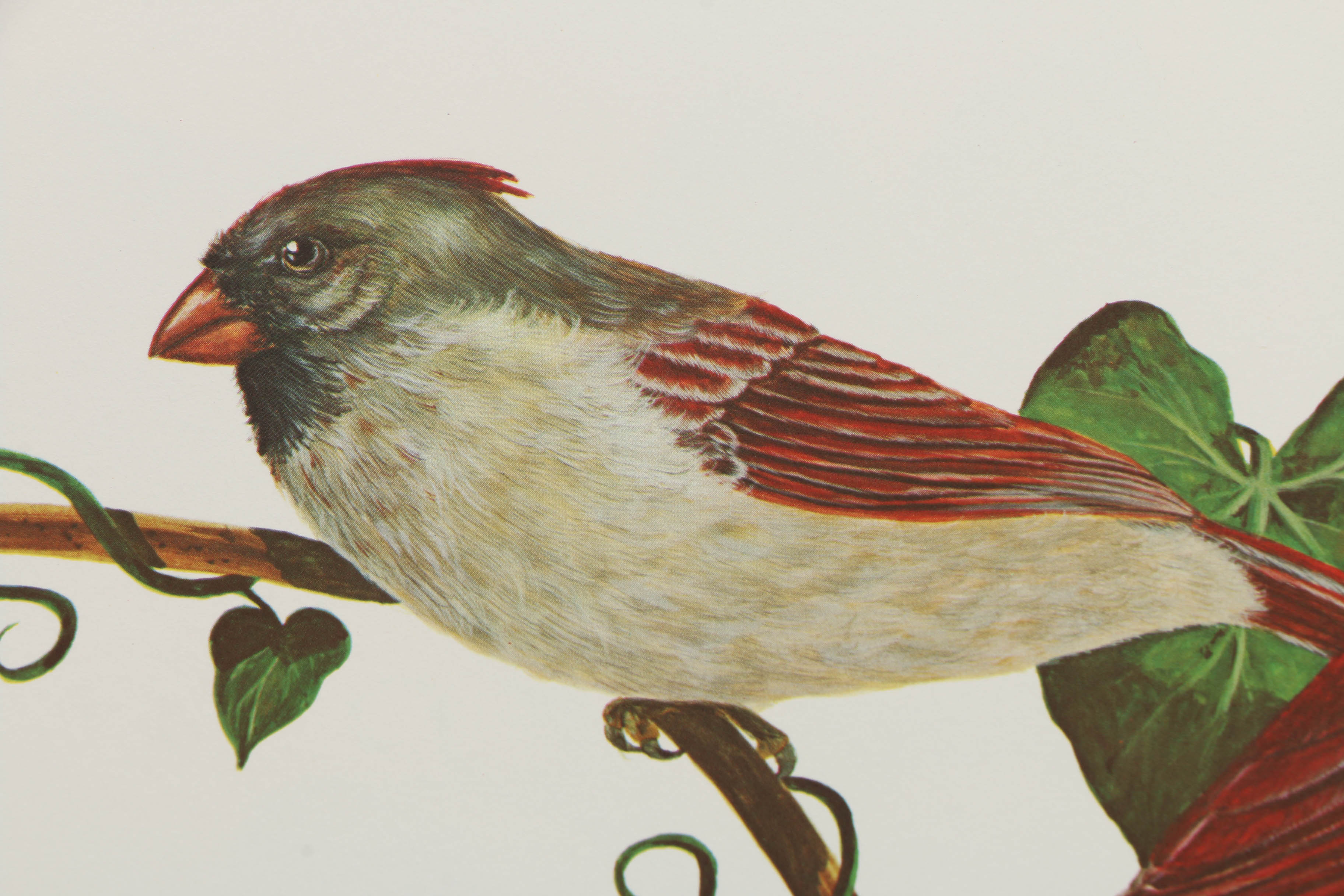 After Charles T. Crume Offset Lithographs of Cardinals