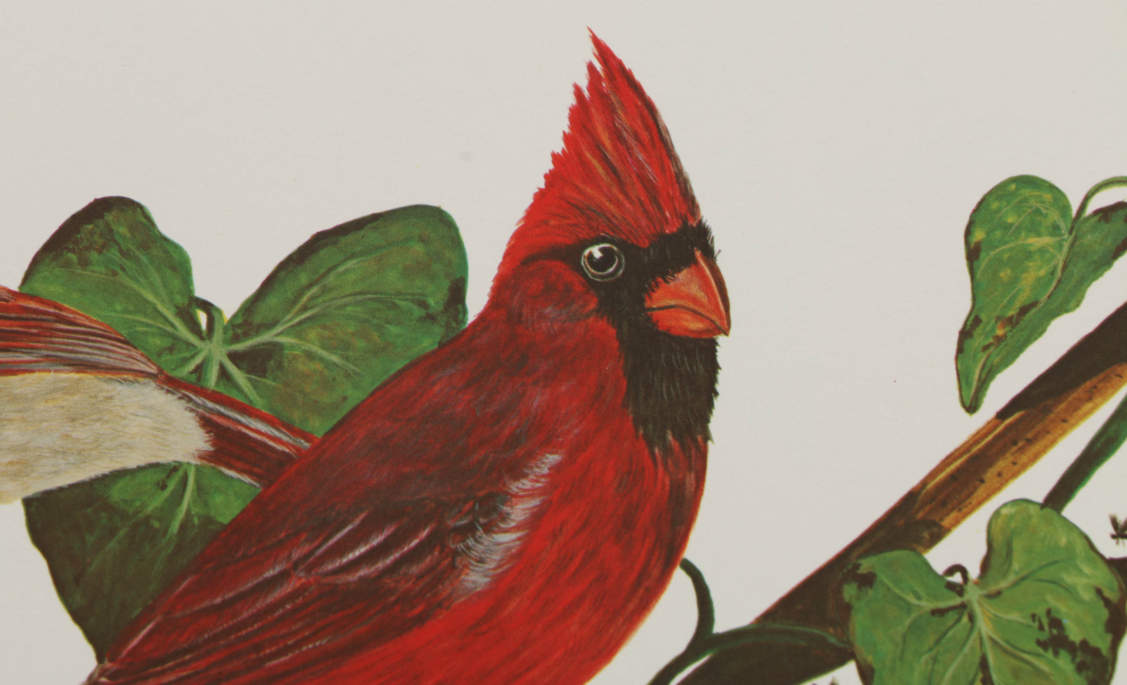 After Charles T. Crume Offset Lithographs of Cardinals