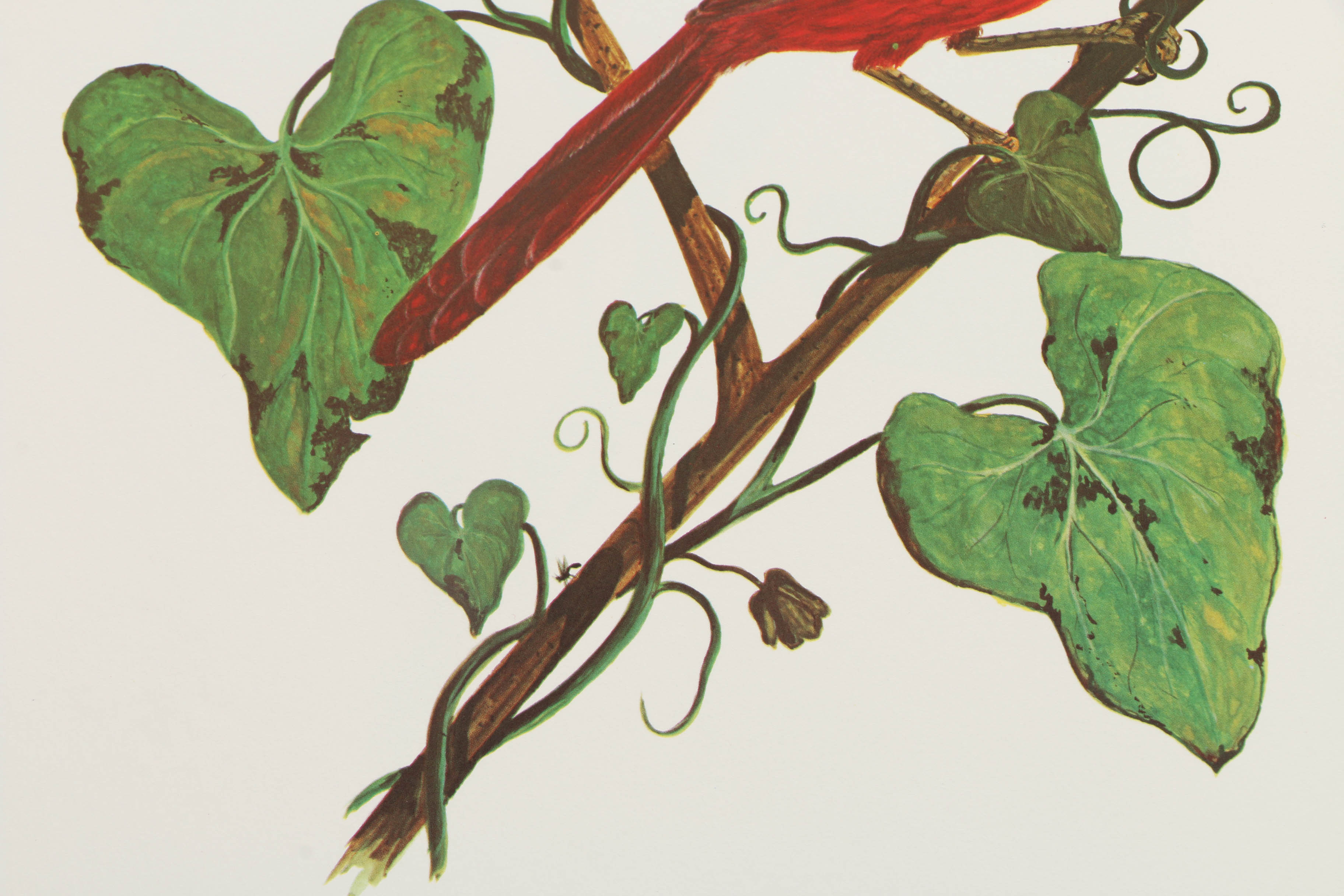 After Charles T. Crume Offset Lithographs of Cardinals