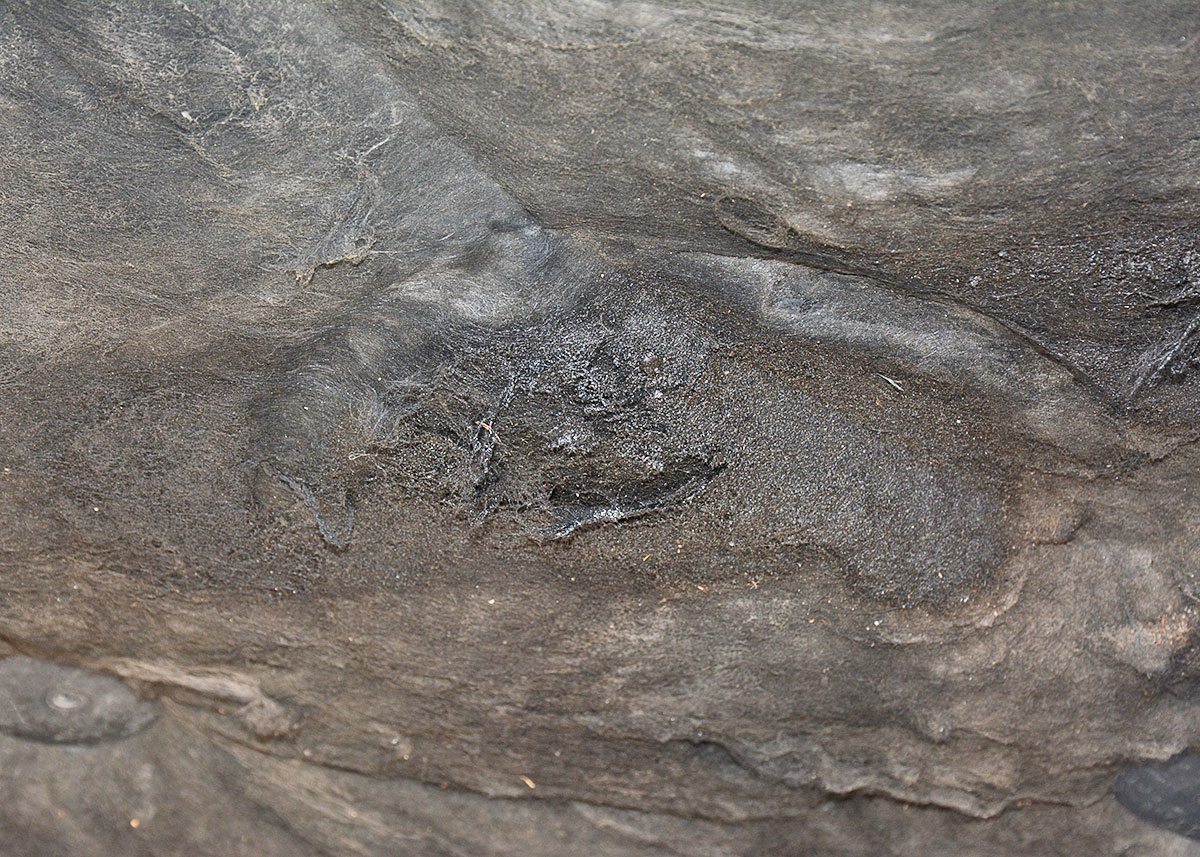 1979 Oldsmobile Cutlass Supreme