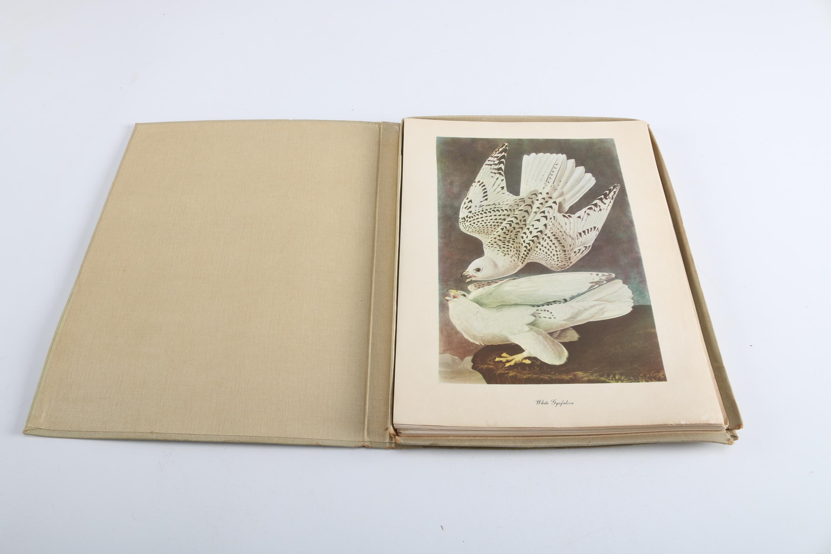 Audubon "Birds of America" Book