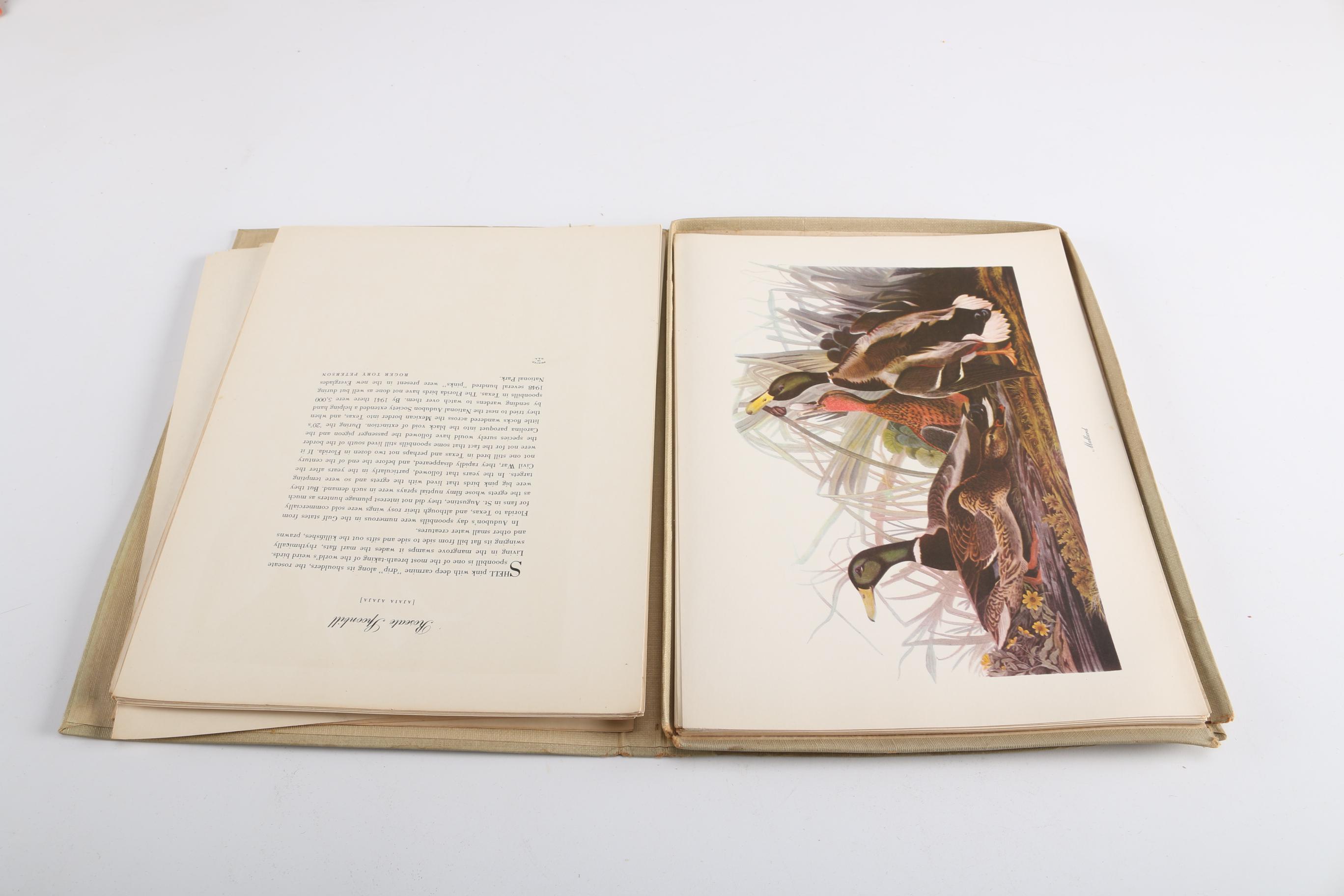 Audubon "Birds of America" Book