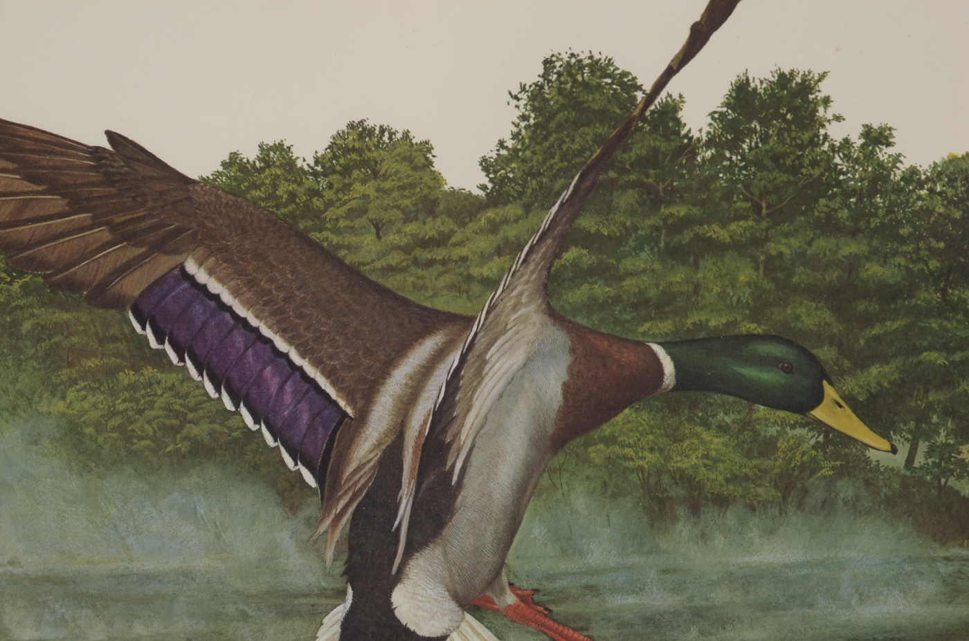 Offset Lithograph of a Mallard