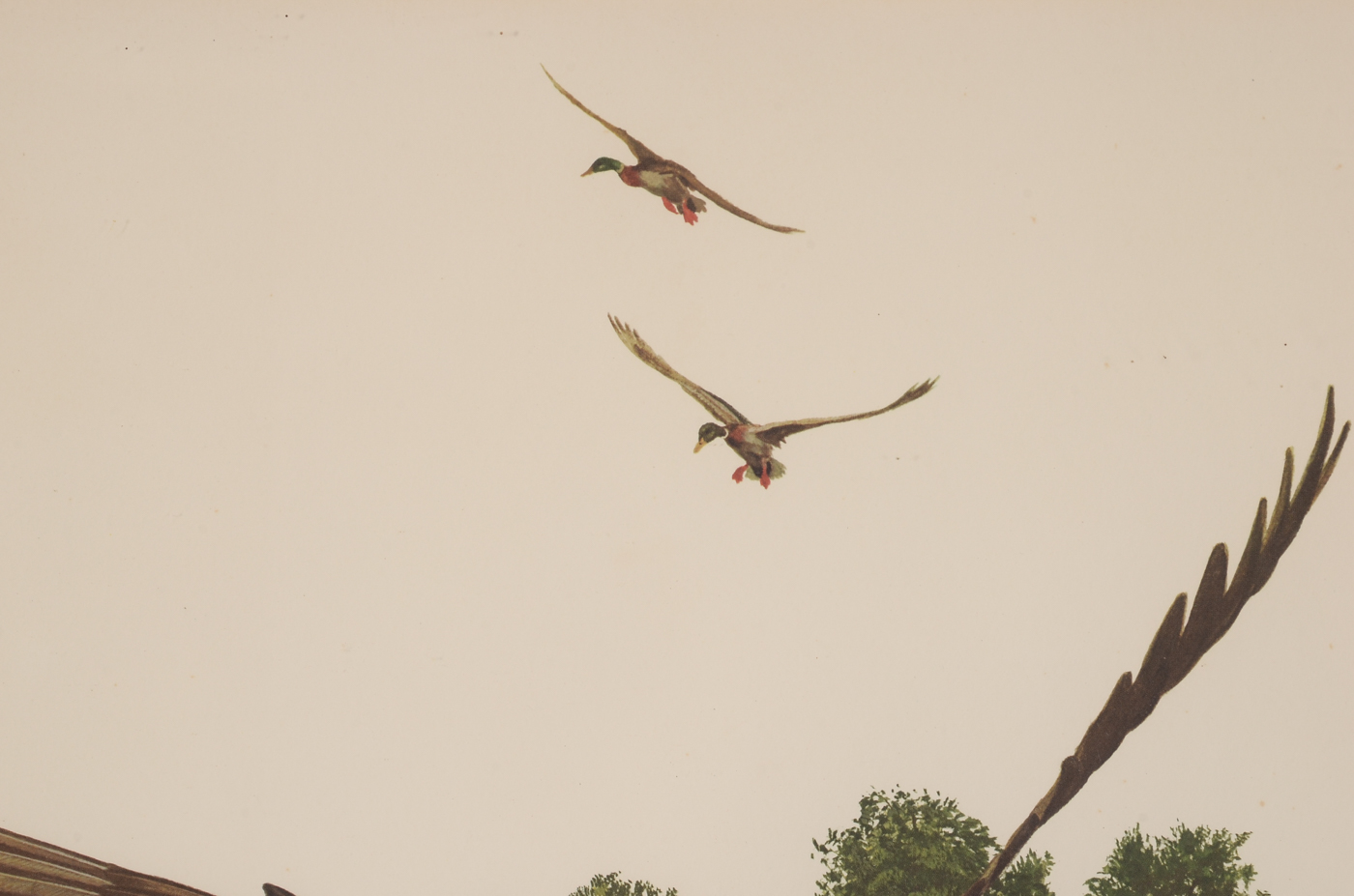 Offset Lithograph of a Mallard