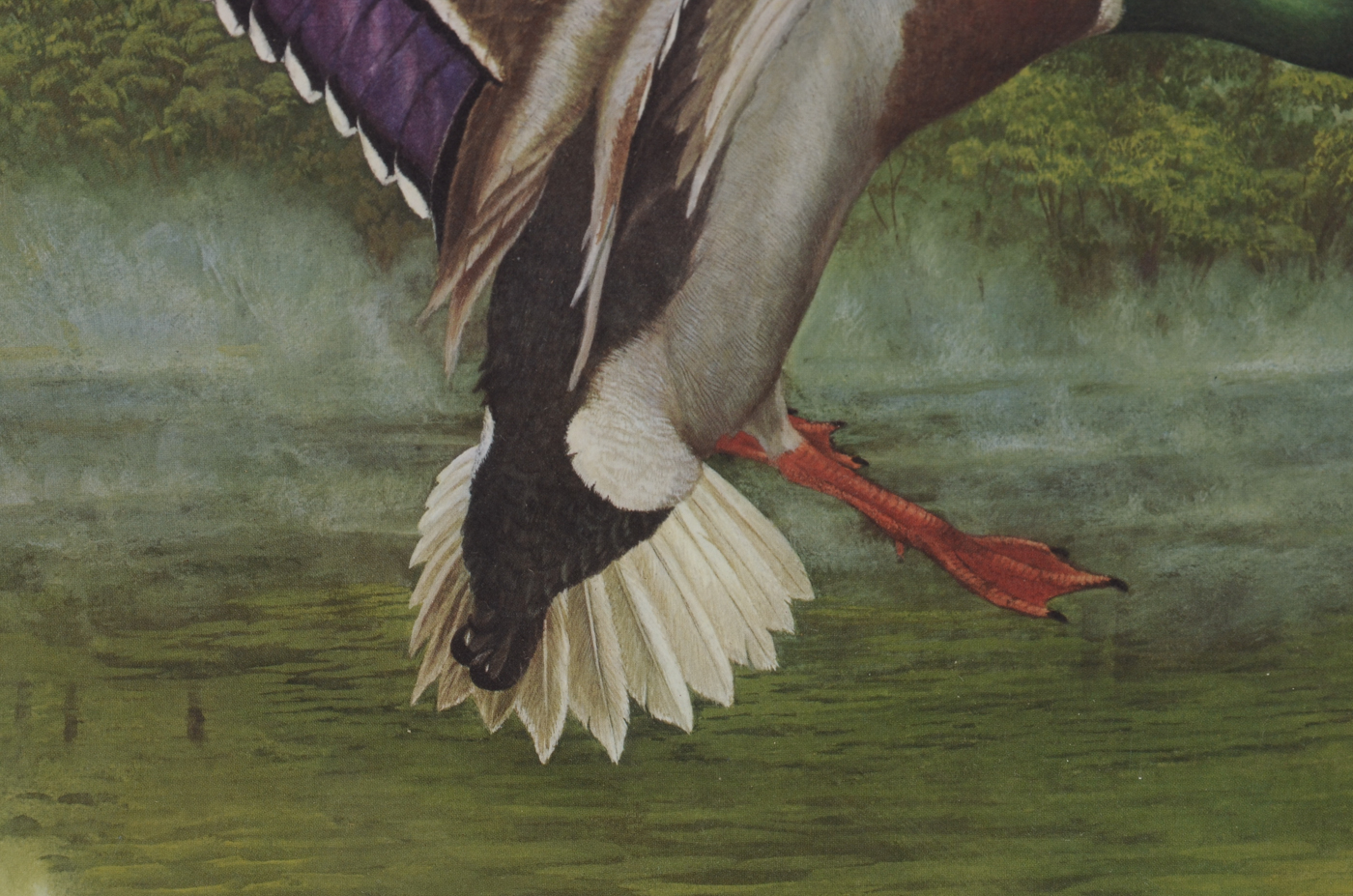 Offset Lithograph of a Mallard