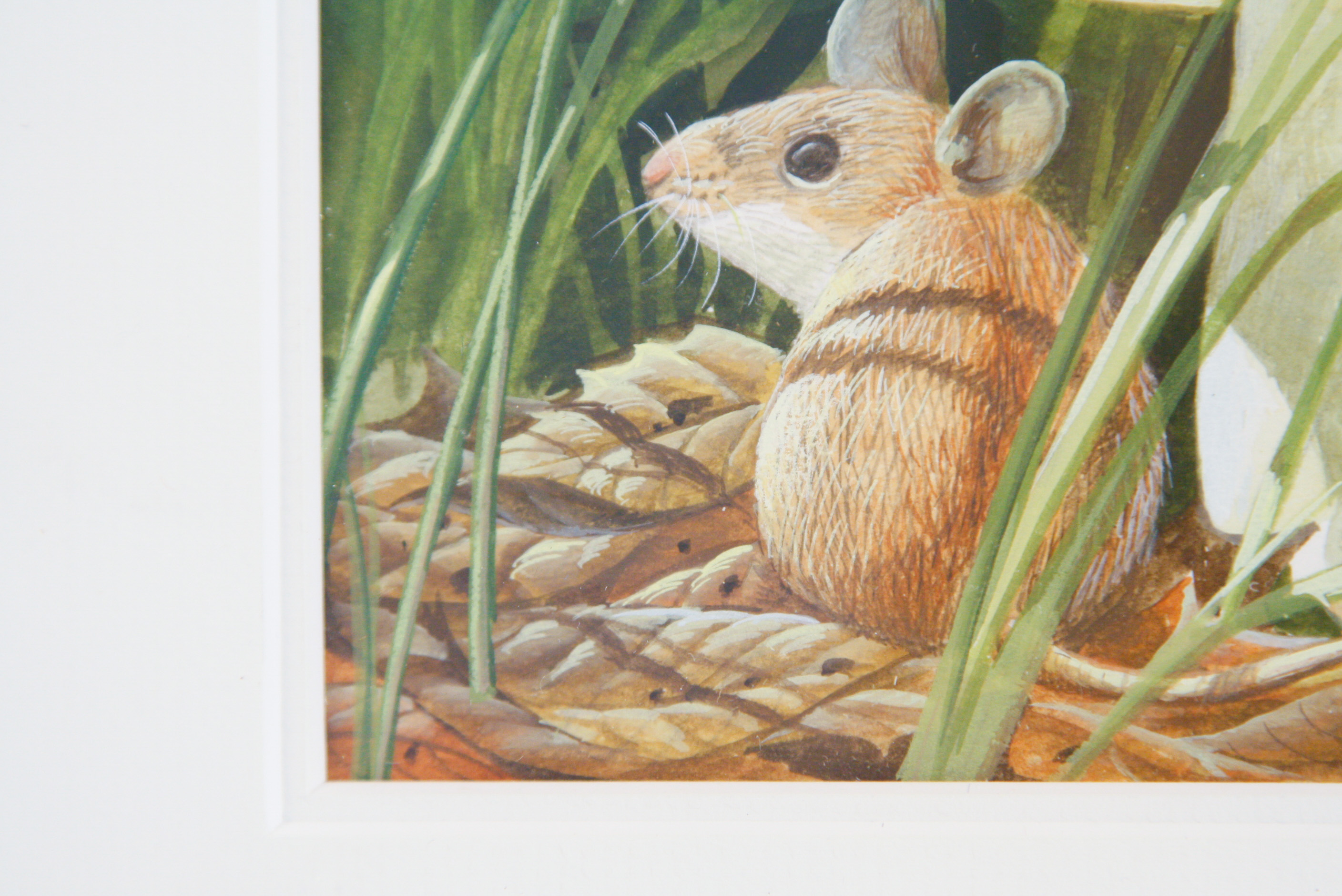John A. Ruthven Original Watercolor and Gouache on Paper "White Footed Mouse and Russulas"