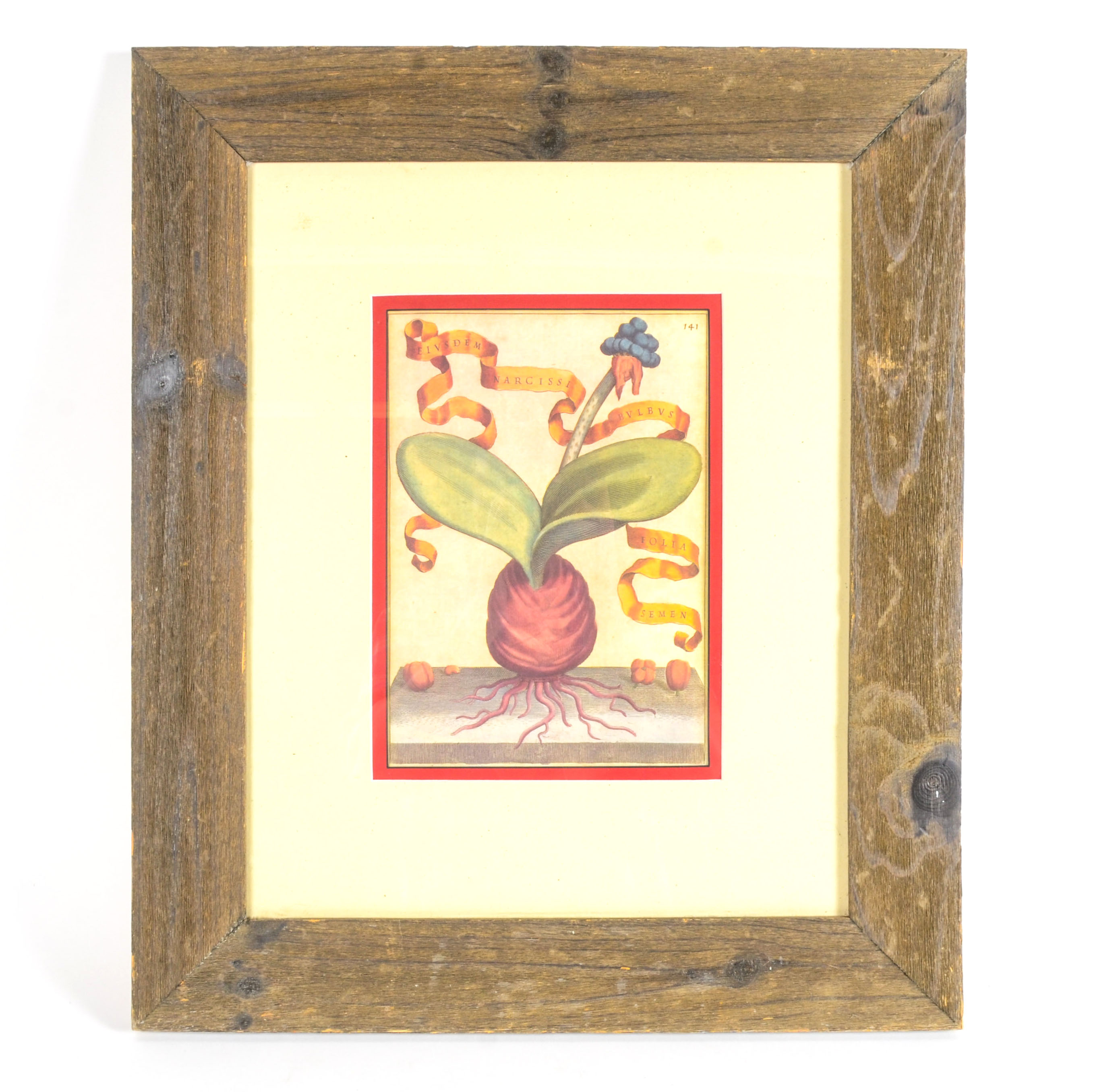 Framed Radish OfLithograph