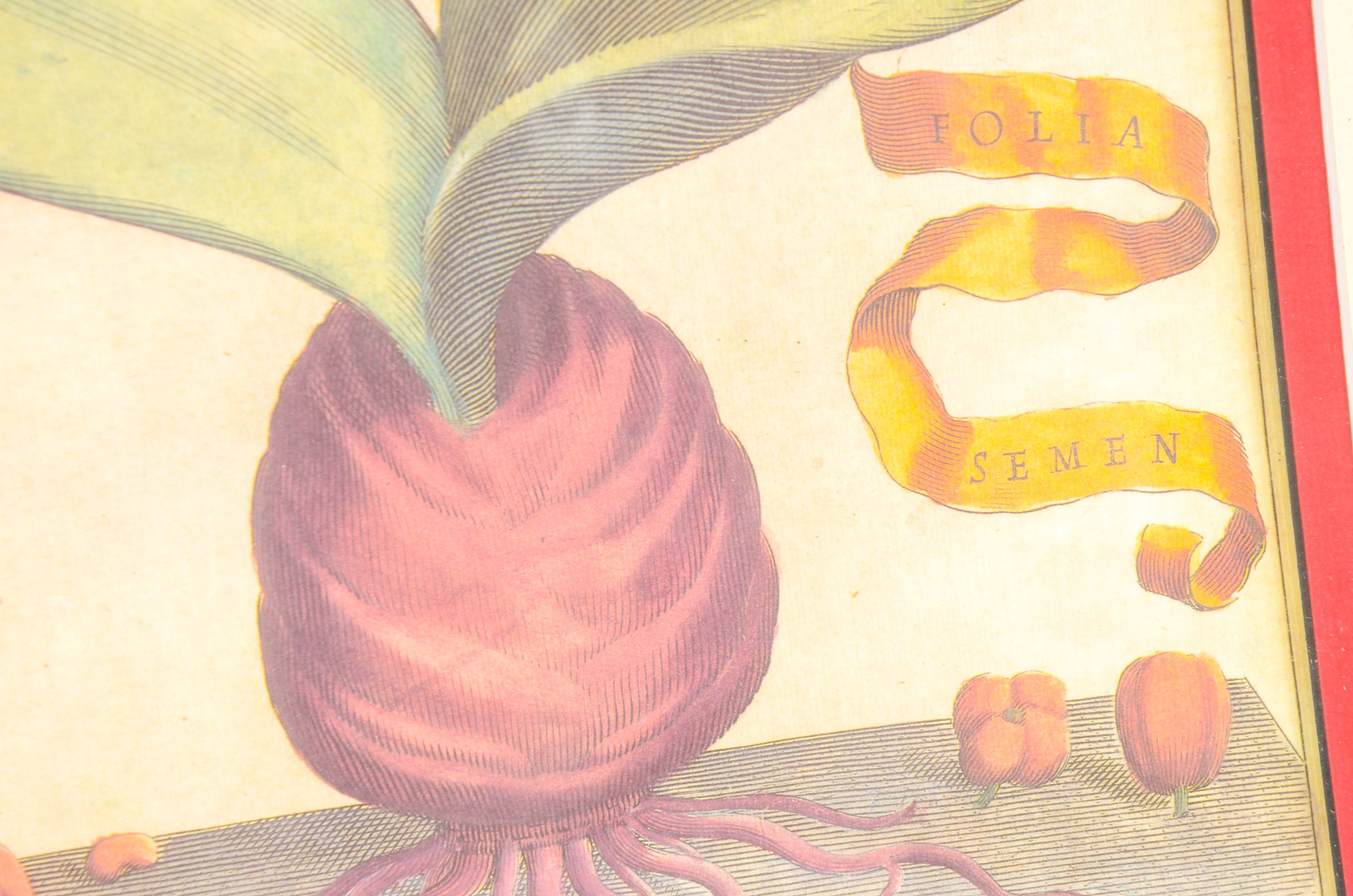 Framed Radish OfLithograph