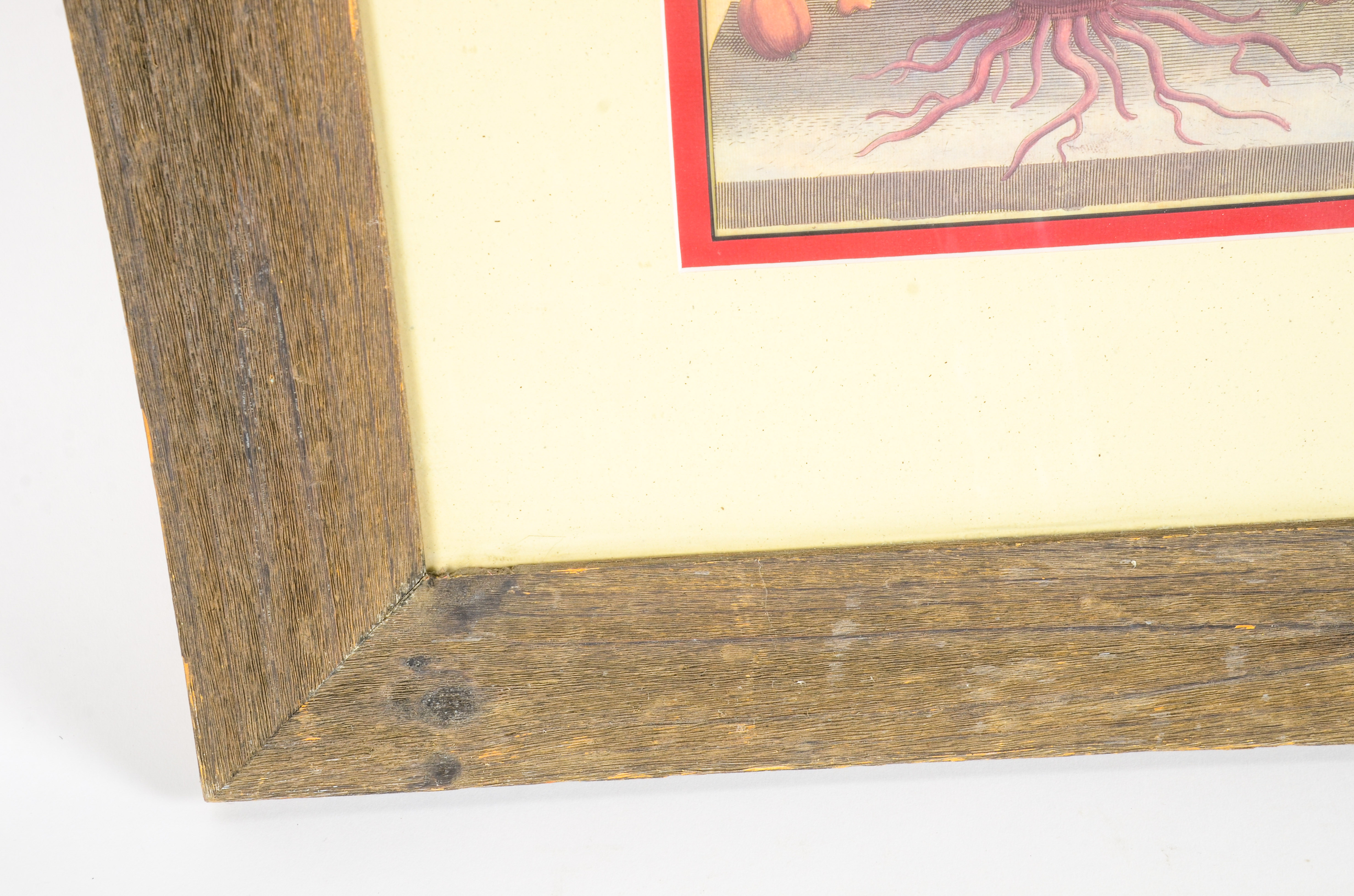 Framed Radish OfLithograph