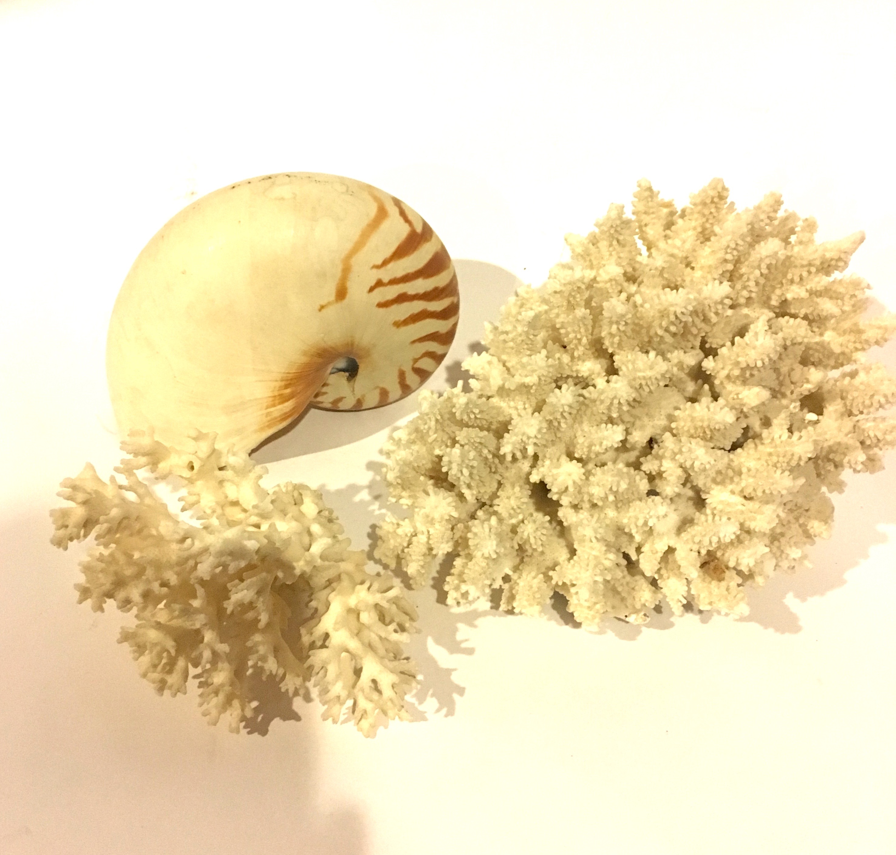 Sea Coral and Nautilus Shell