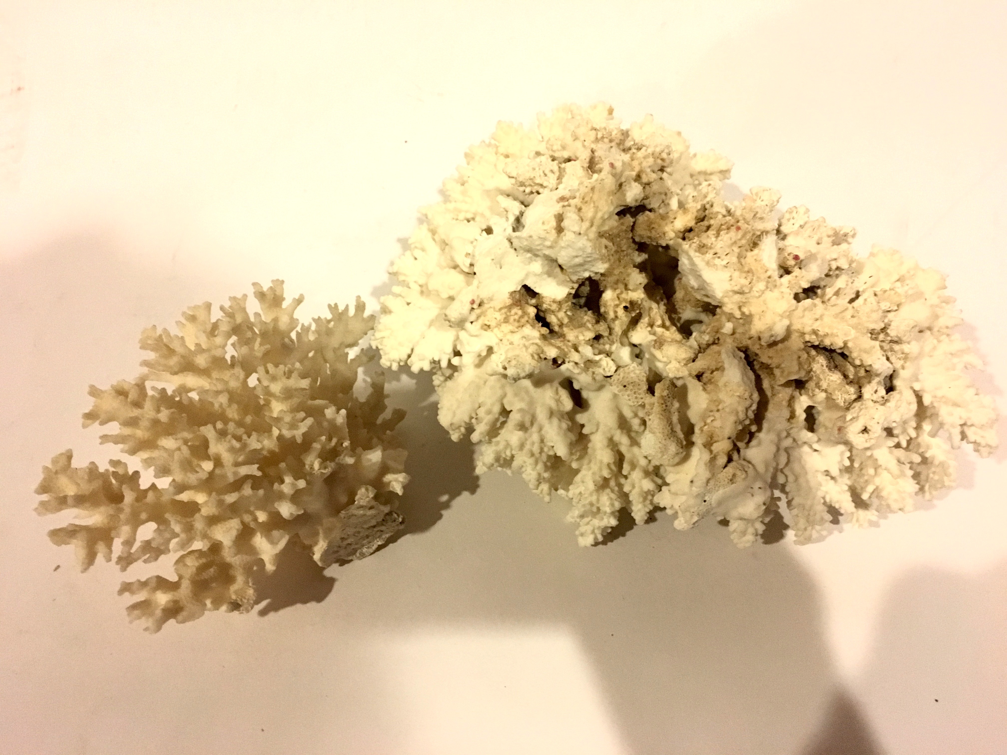 Sea Coral and Nautilus Shell