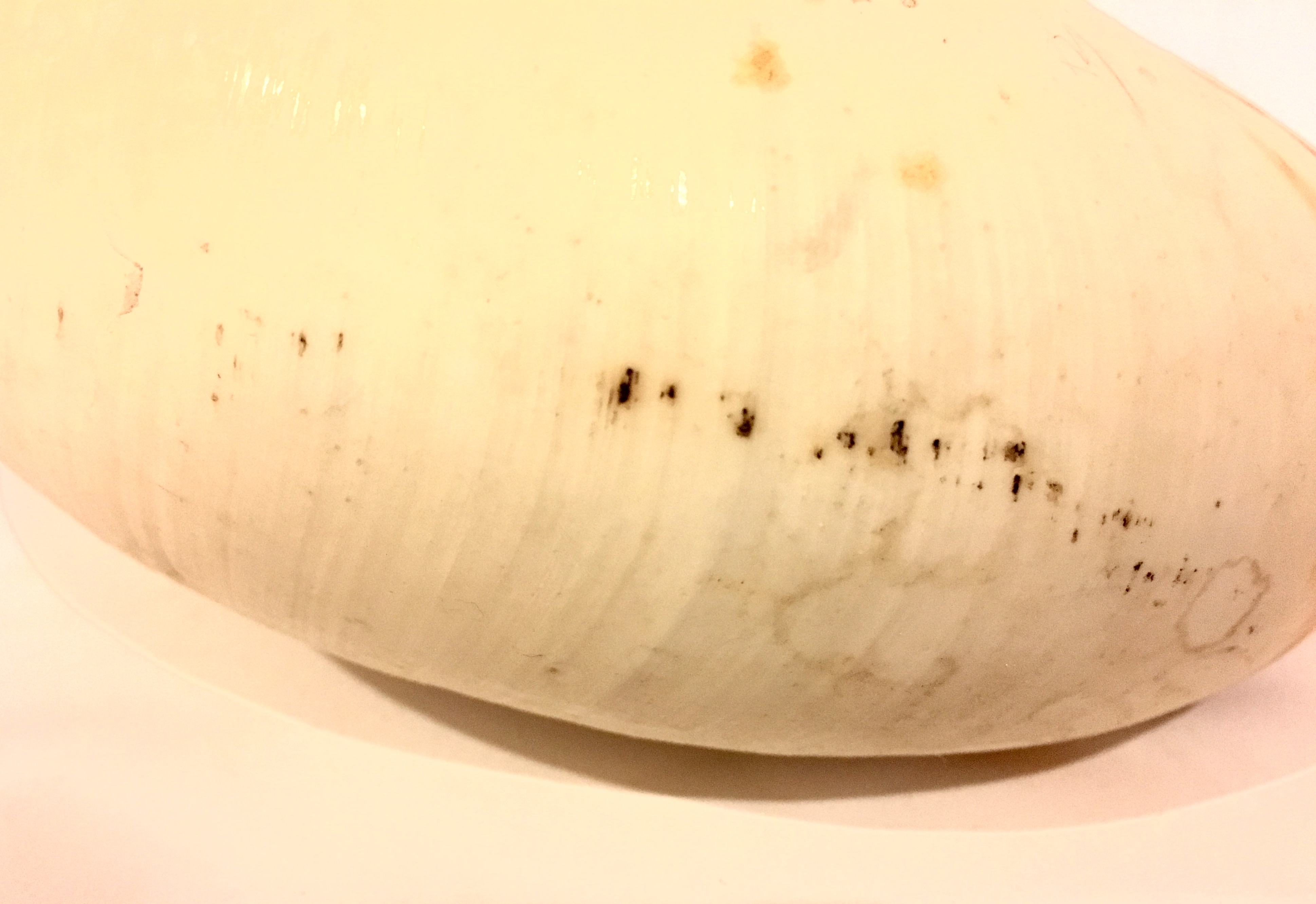 Sea Coral and Nautilus Shell
