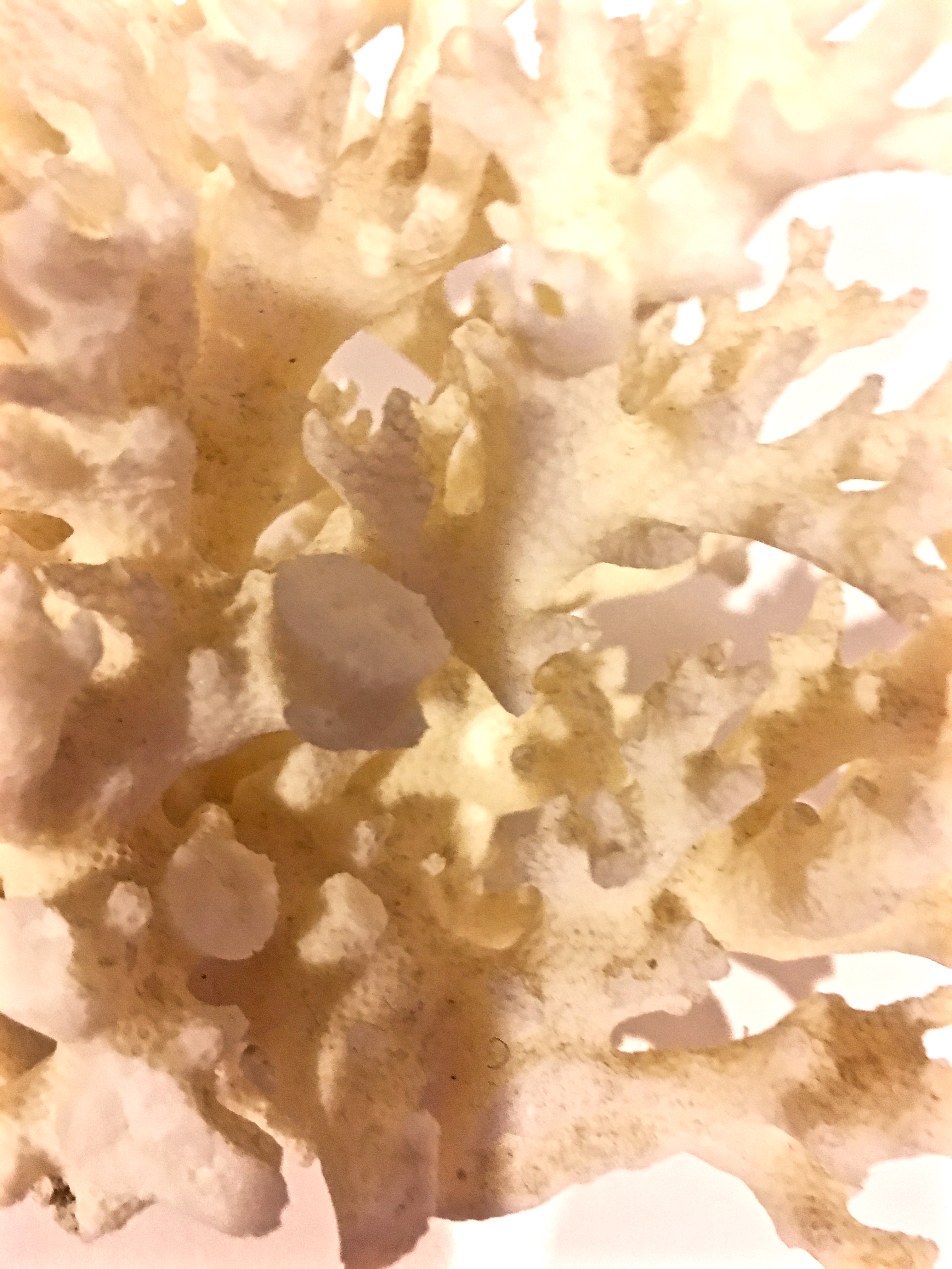 Sea Coral and Nautilus Shell