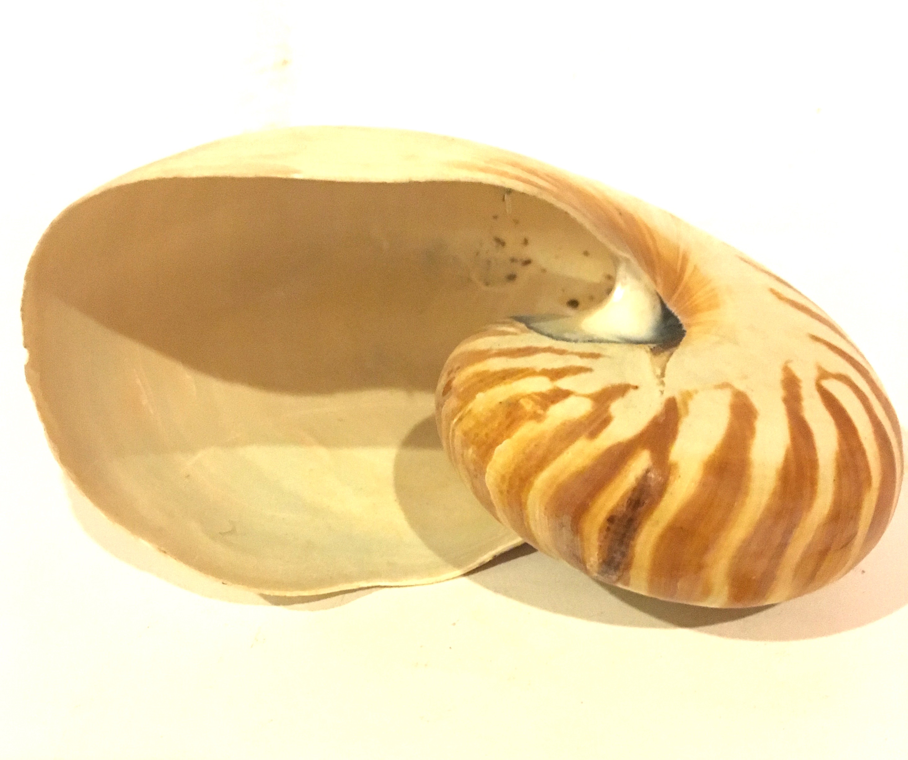 Sea Coral and Nautilus Shell