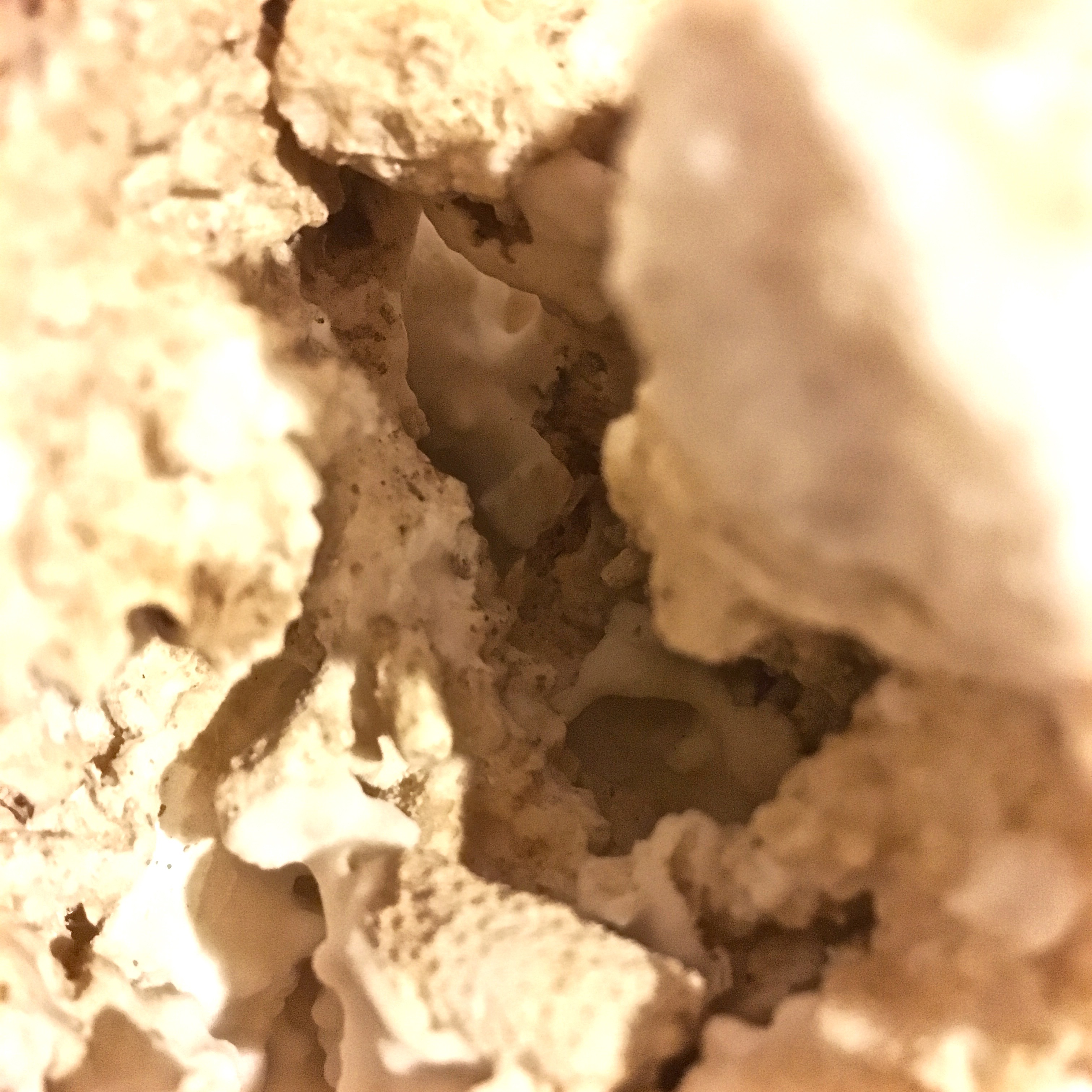 Sea Coral and Nautilus Shell