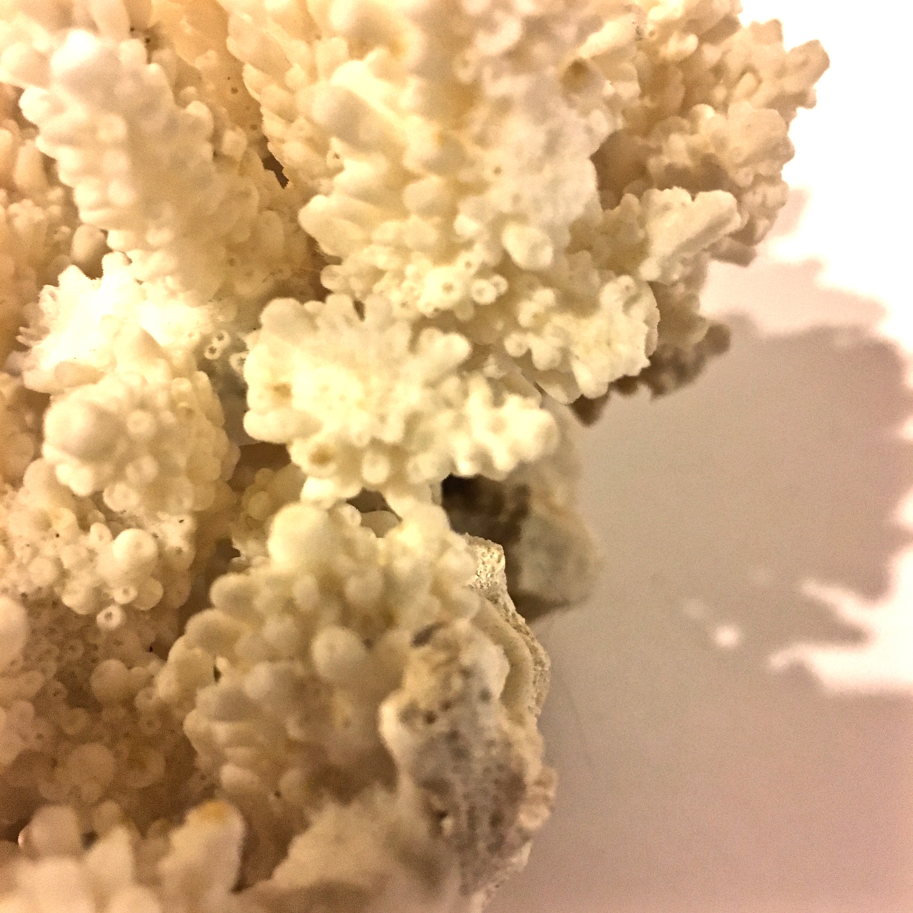 Sea Coral and Nautilus Shell