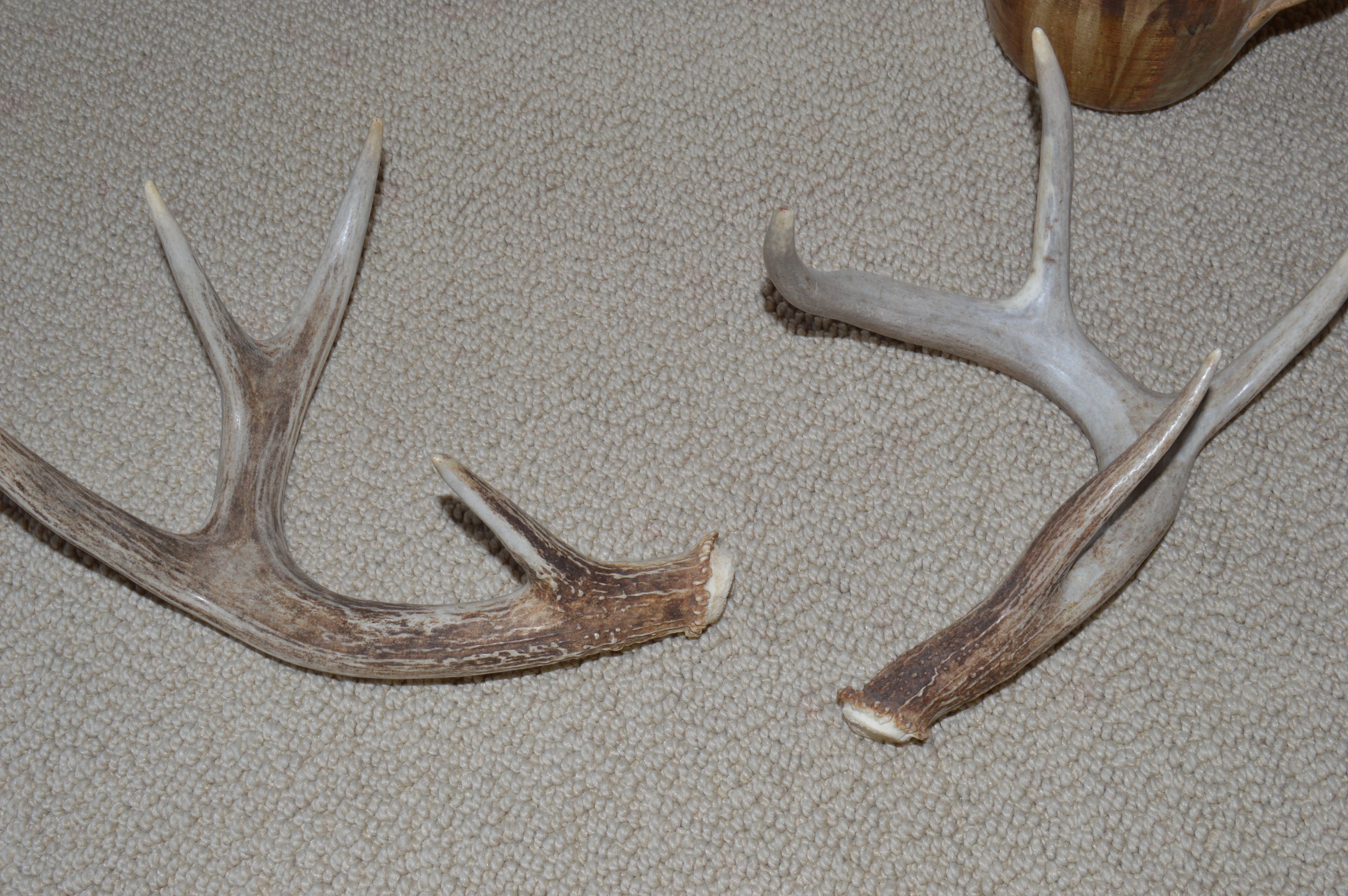 Shan Merry Seriolithograph and Assorted Natural Decor