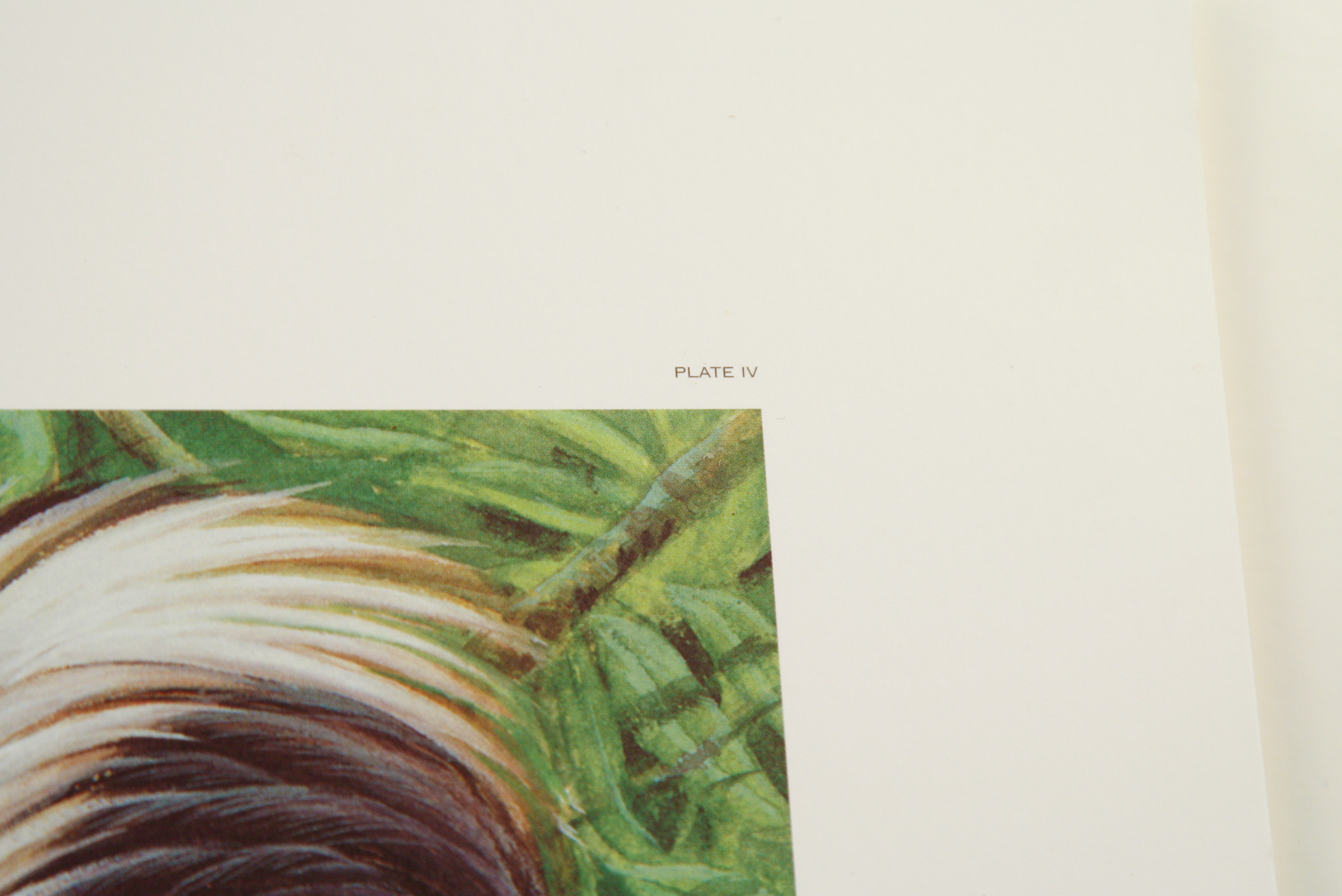 John A. Ruthven Limited Edition Offset Lithograph "Family Outing"