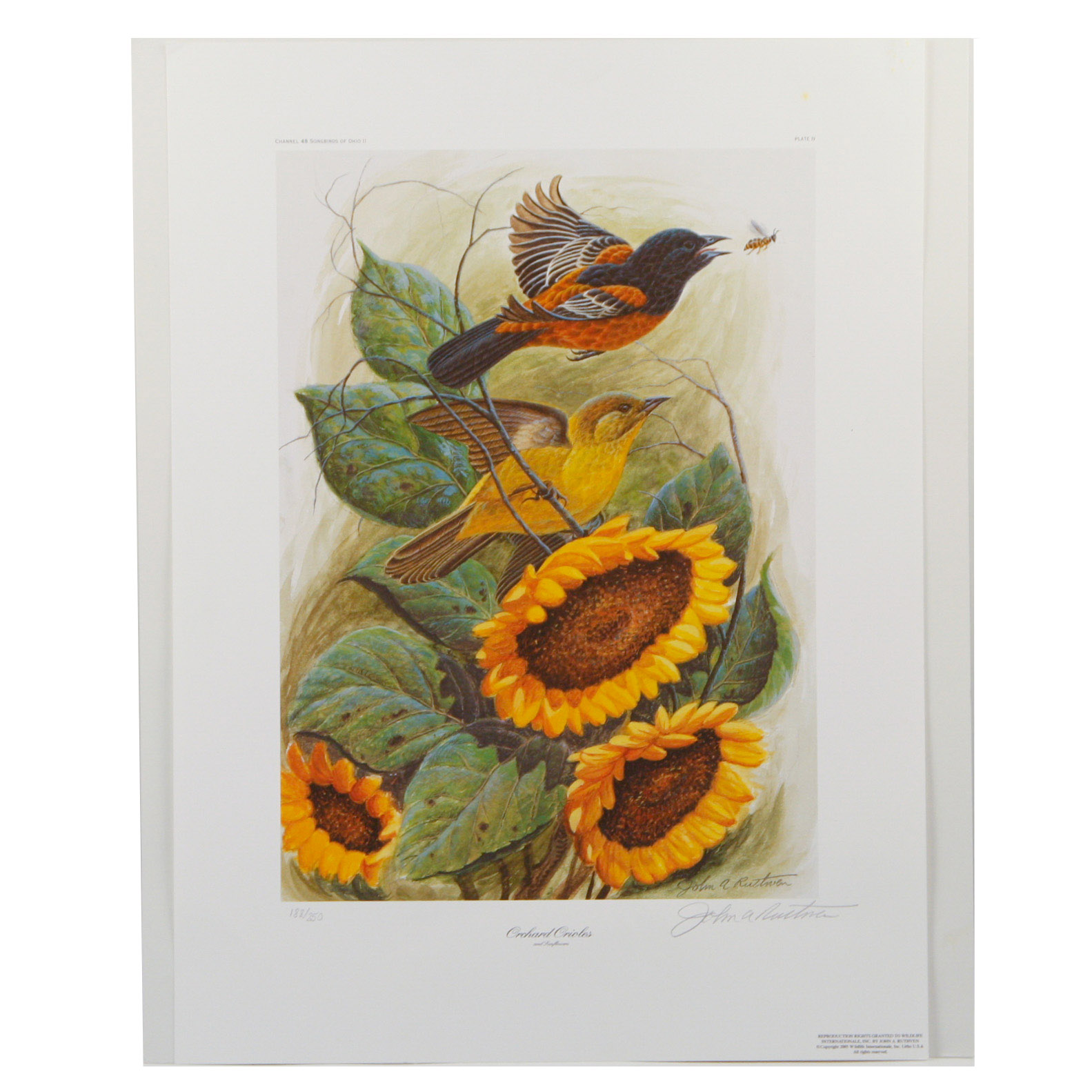 John A. Ruthven Limited Edition Lithograph"Orchard Orioles"